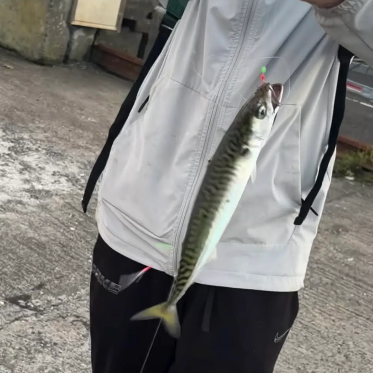 Atlantic mackerel caught on Fishbrain