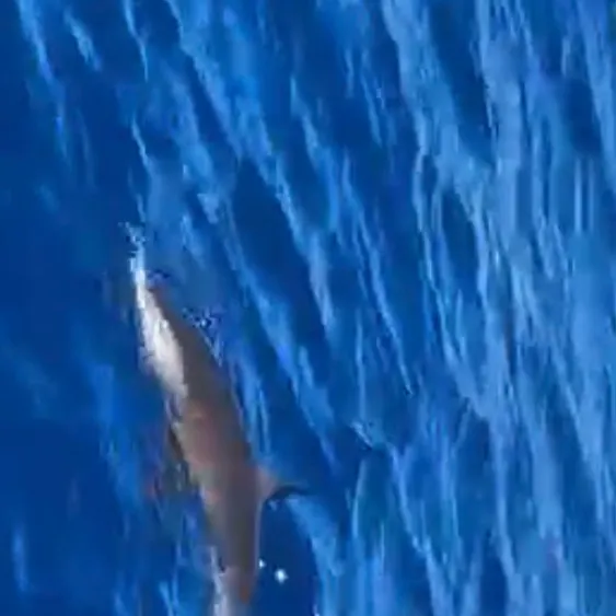 Lemon shark caught on Fishbrain