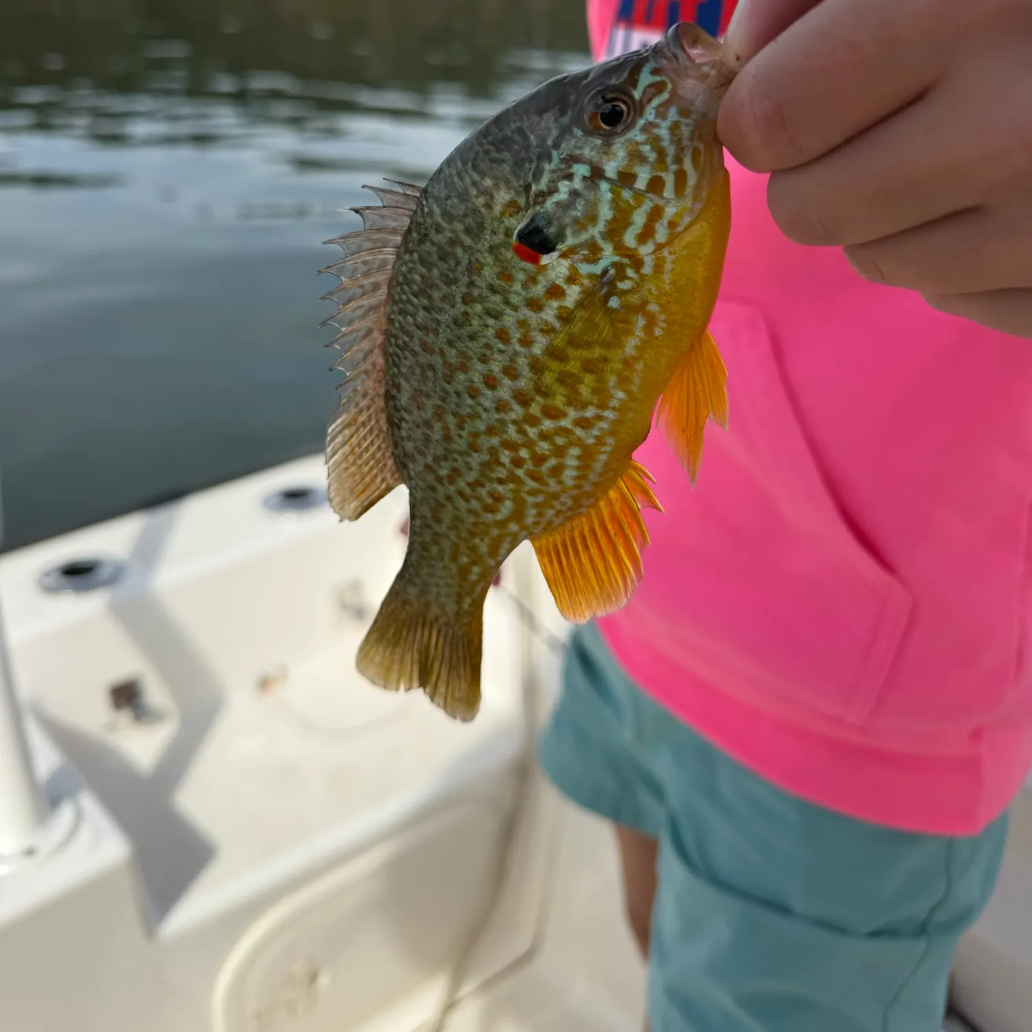 Redear sunfish caught on Fishbrain