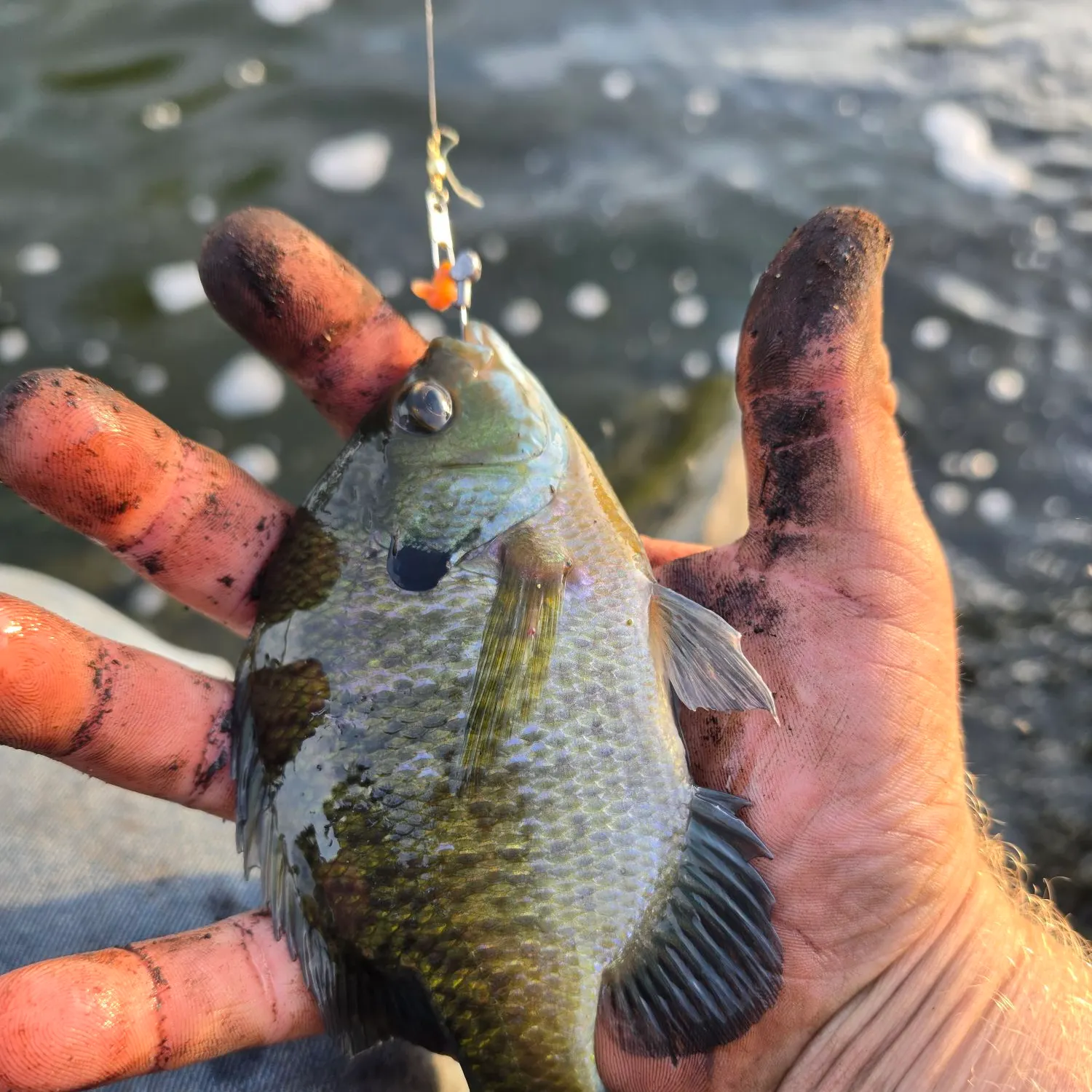 Bluegill caught on Fishbrain