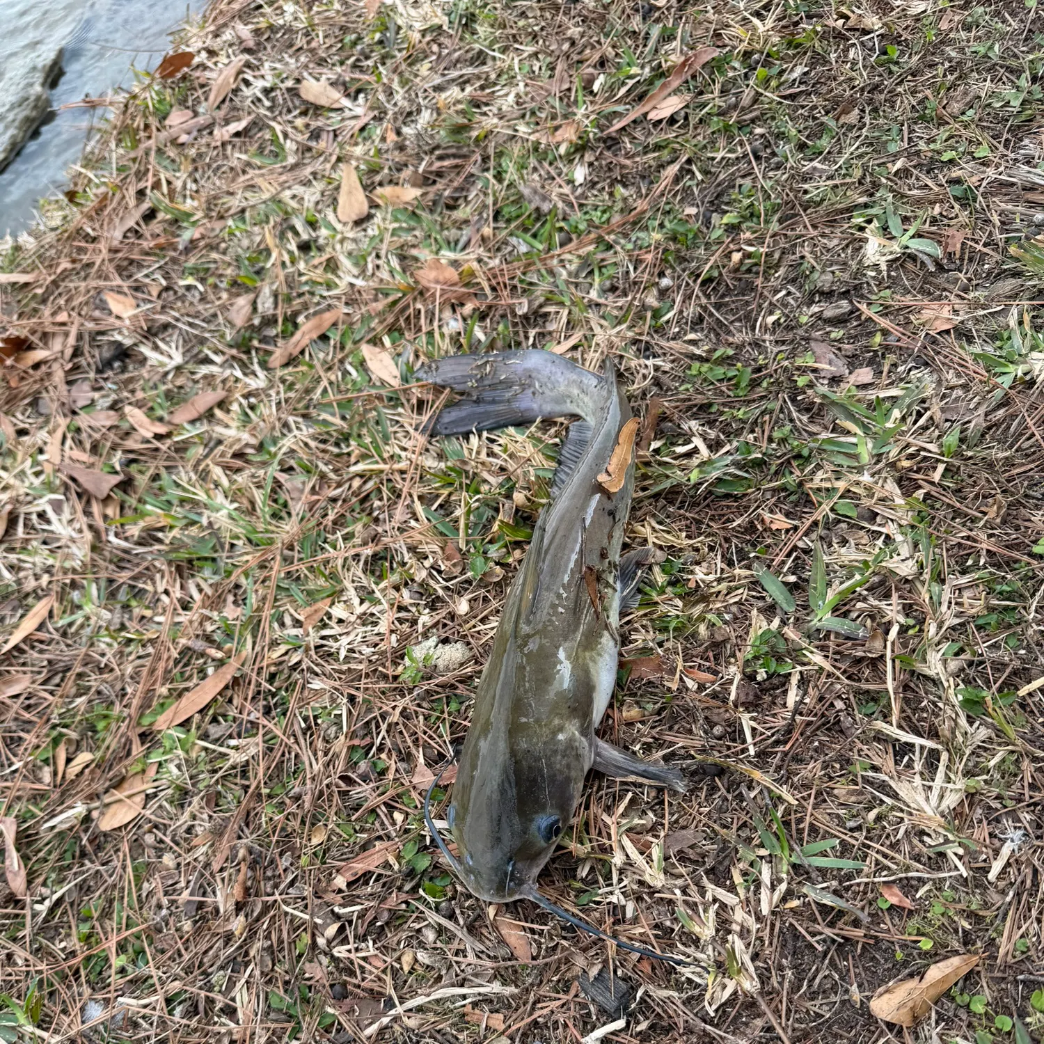 The most recent Blue catfish catches on Fishbrain