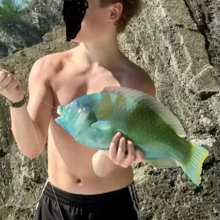 The most recent Puddingwife wrasse catches on Fishbrain
