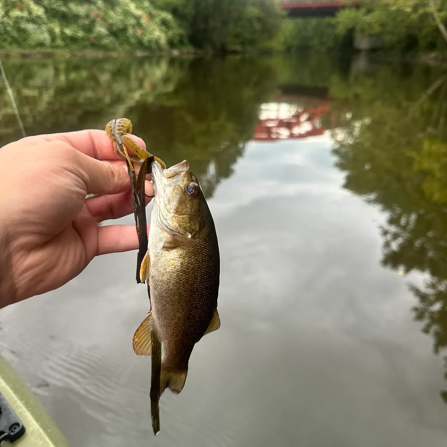 Smallmouth bass caught on Fishbrain
