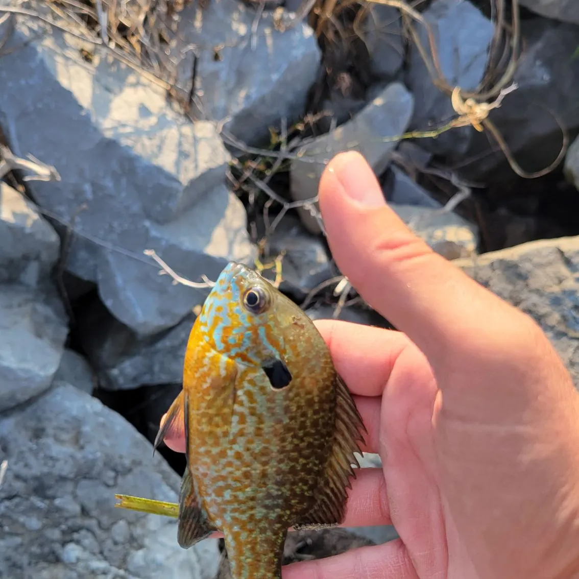 Longear sunfish caught on Fishbrain