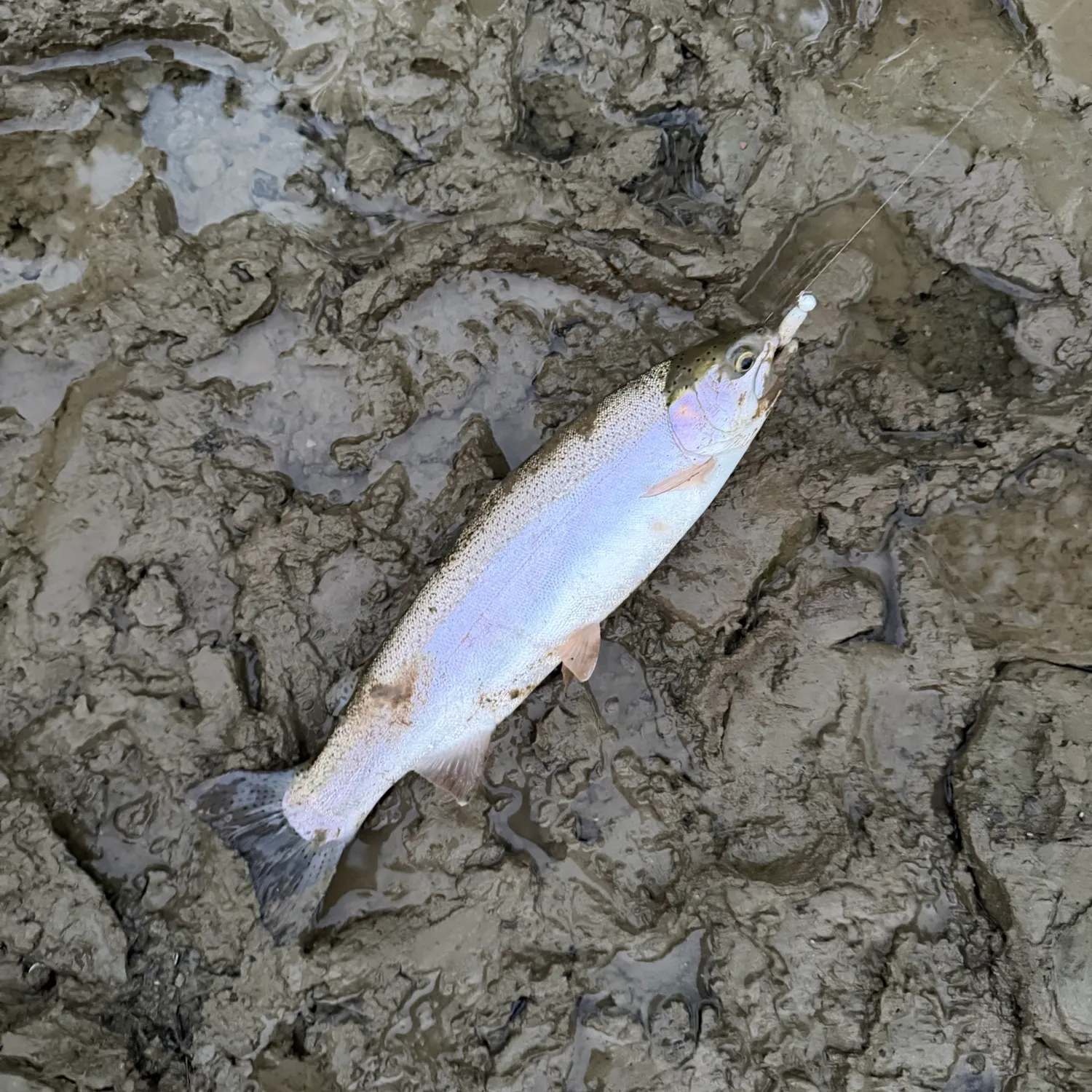 Steelhead caught on Fishbrain