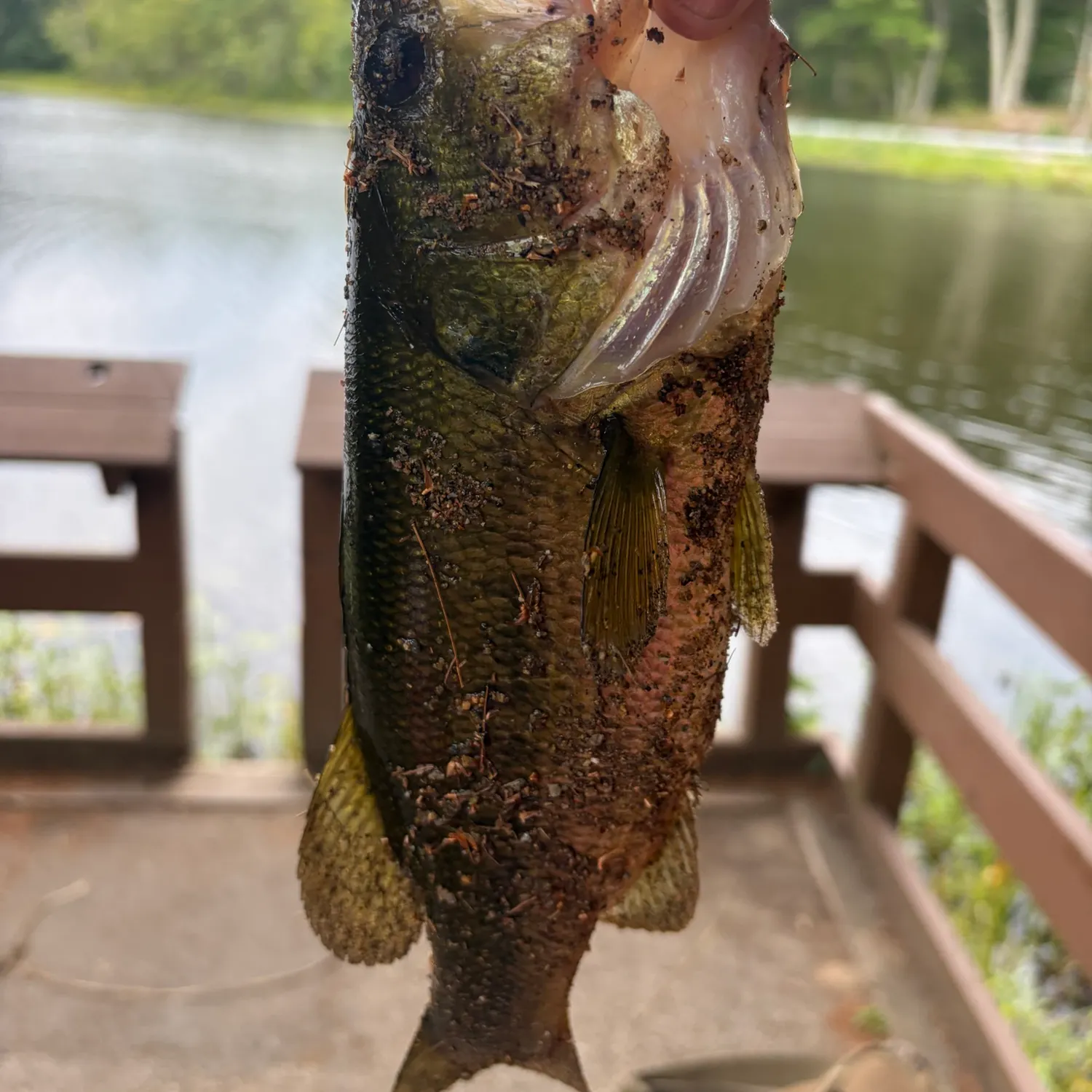 Largemouth bass caught on Fishbrain