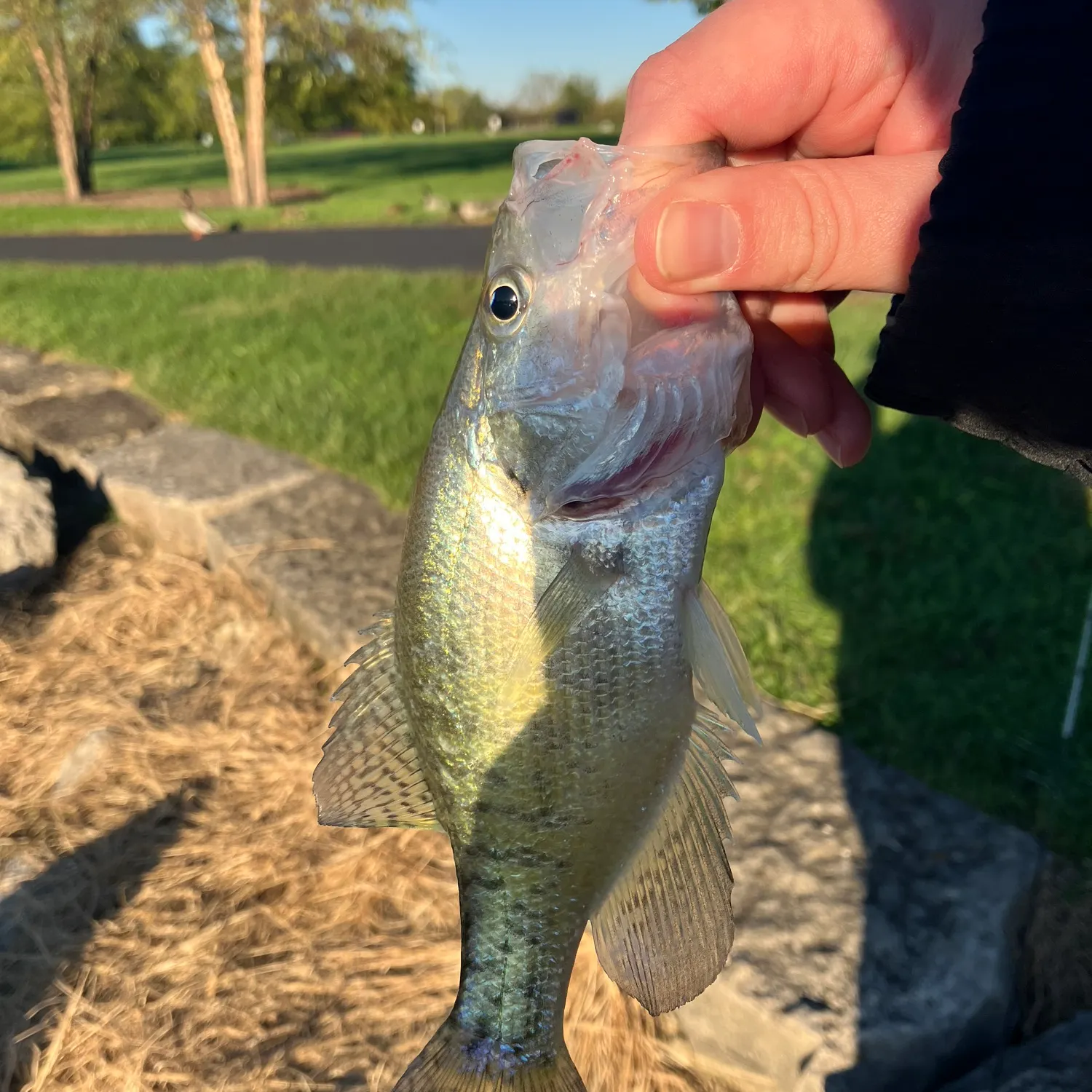 catch