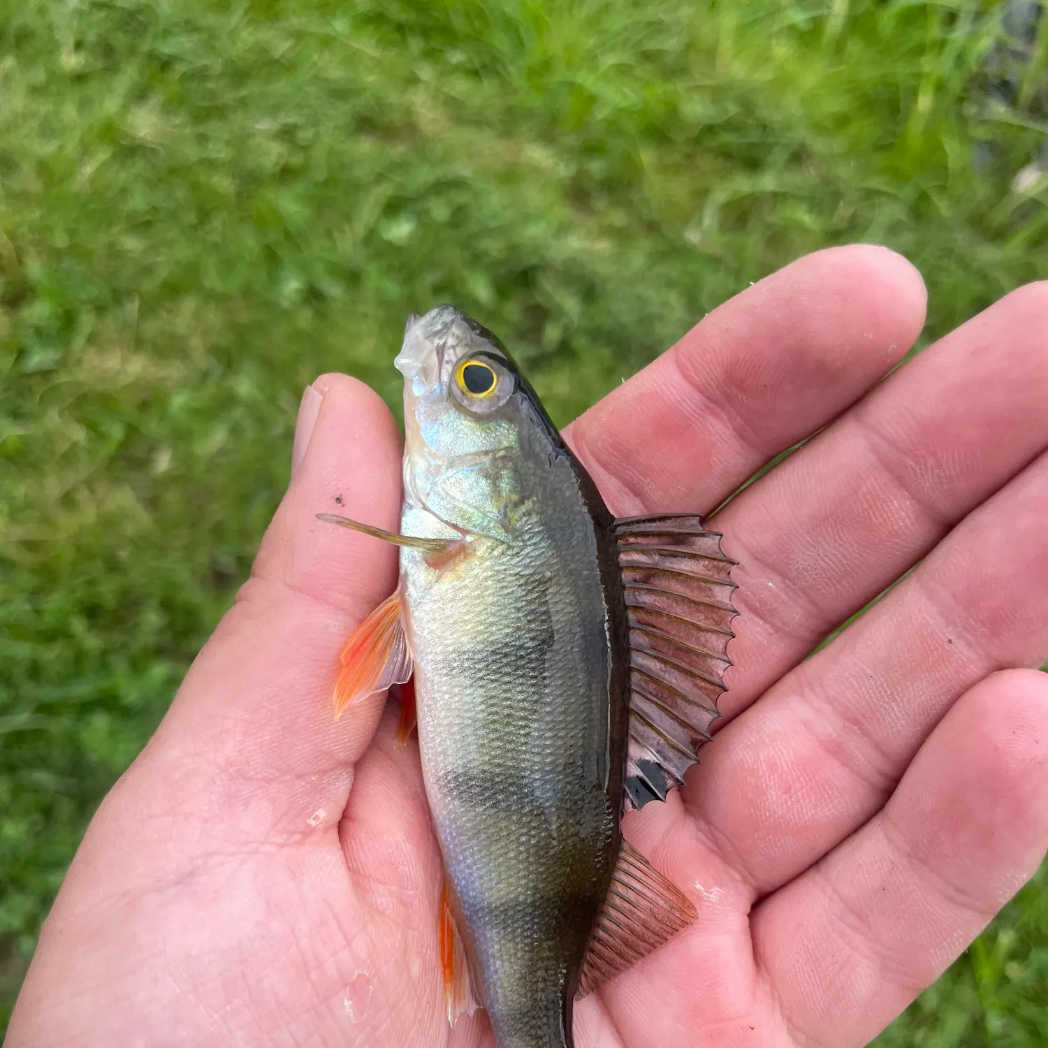 European perch caught on Fishbrain