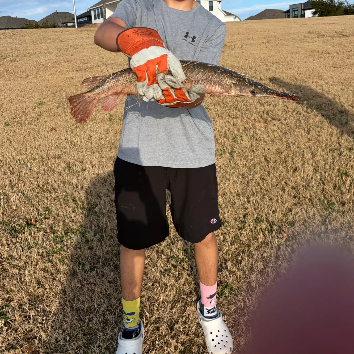 The most recent Alligator gar catches on Fishbrain