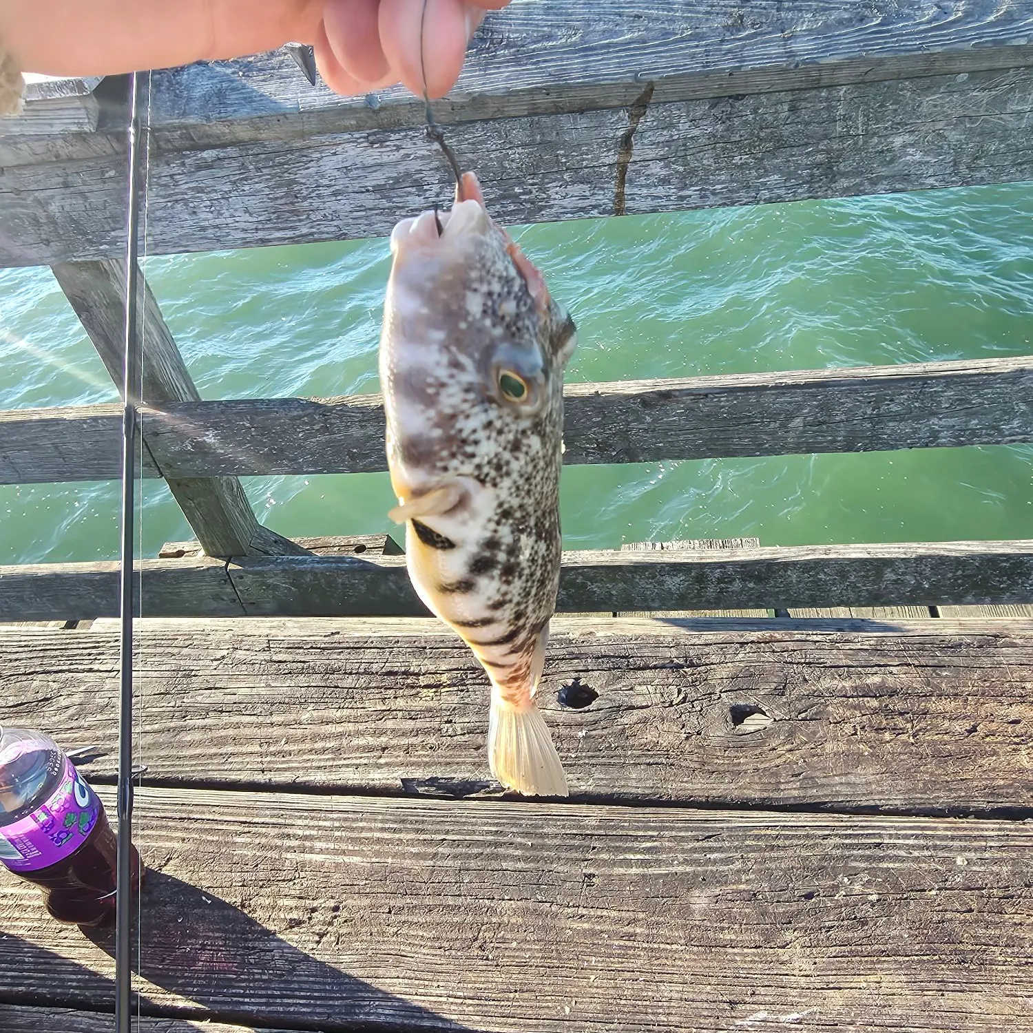 Northern puffer caught on Fishbrain