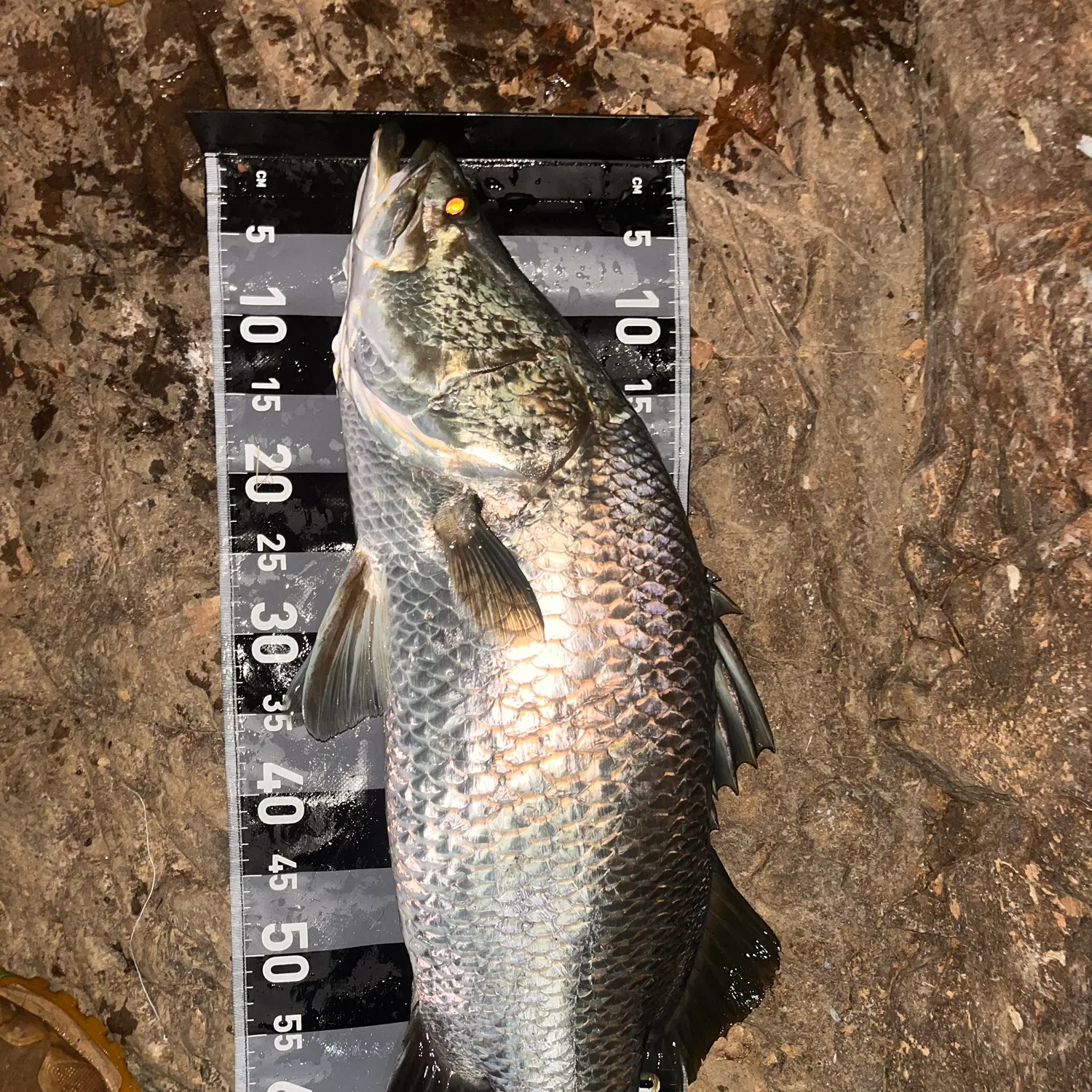 The most recent Barramundi catches on Fishbrain
