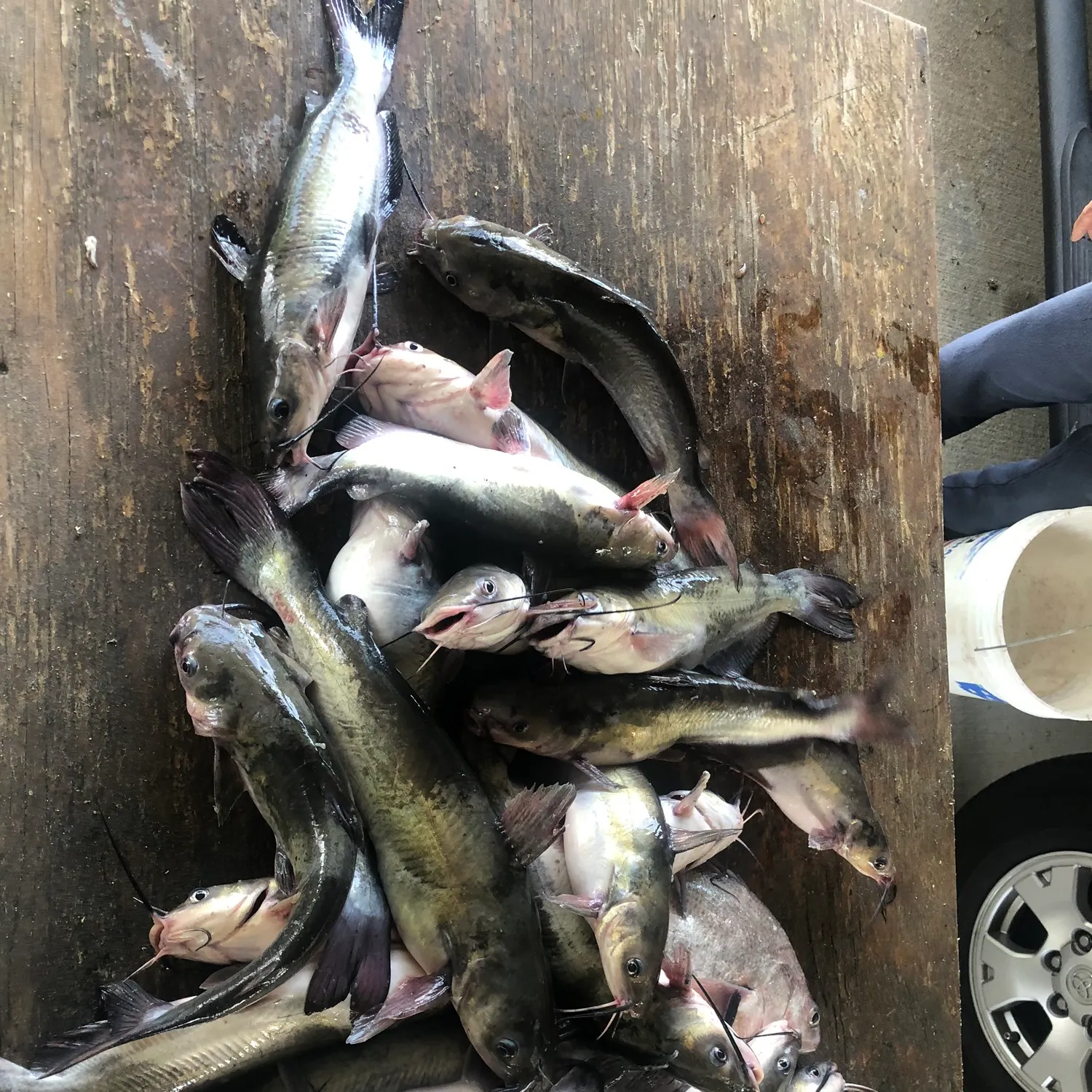 recently logged catches