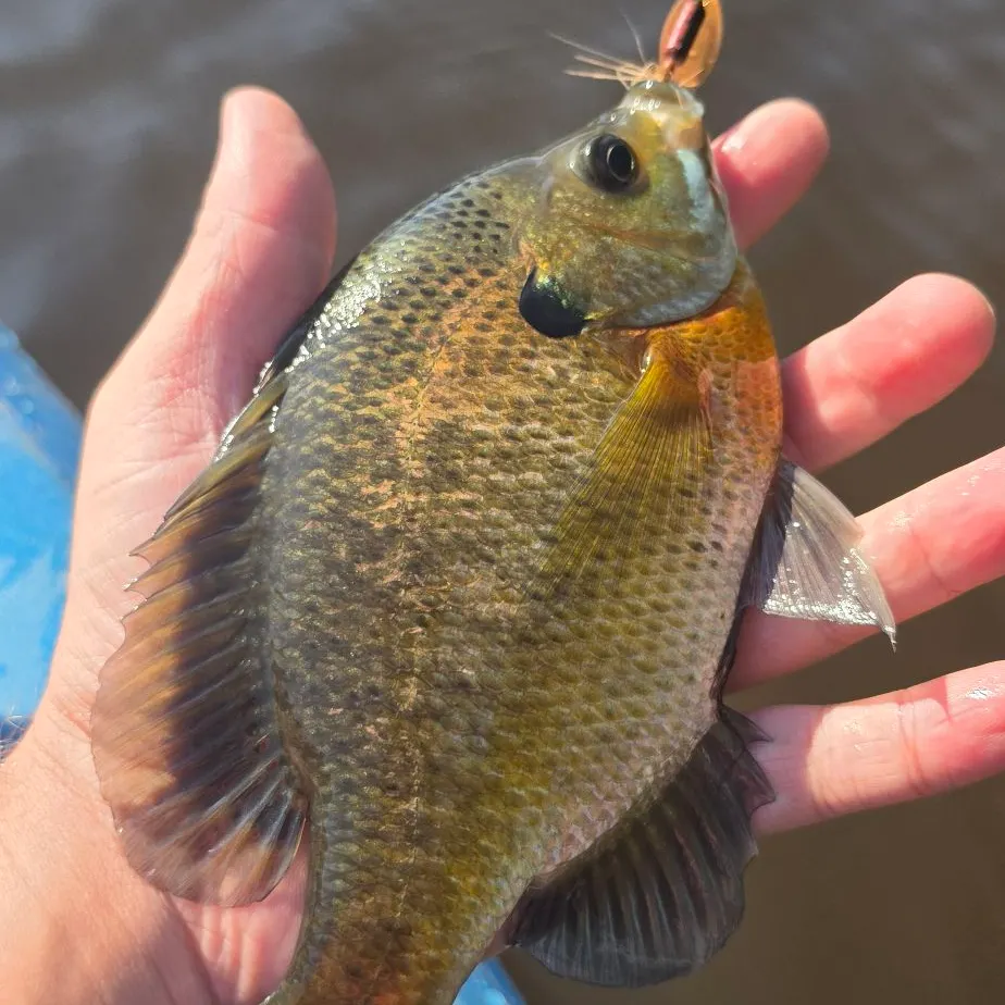 Bluegill caught on Fishbrain