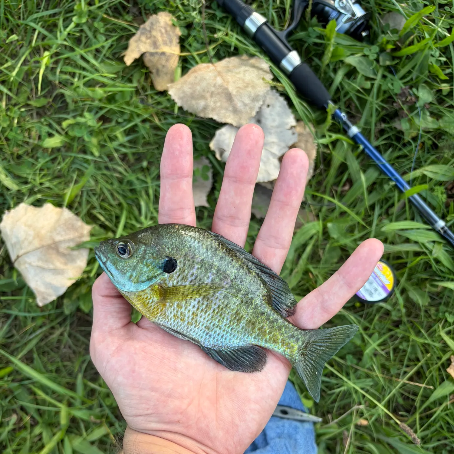 Bluegill caught on Fishbrain