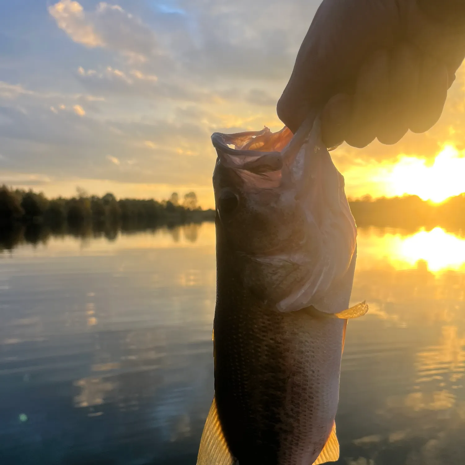 Largemouth bass caught on Fishbrain