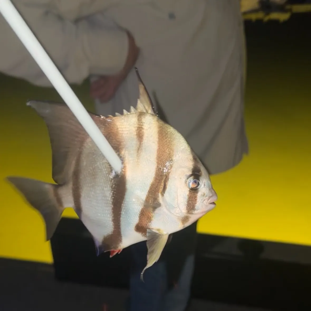 The most recent Atlantic spadefish catches on Fishbrain
