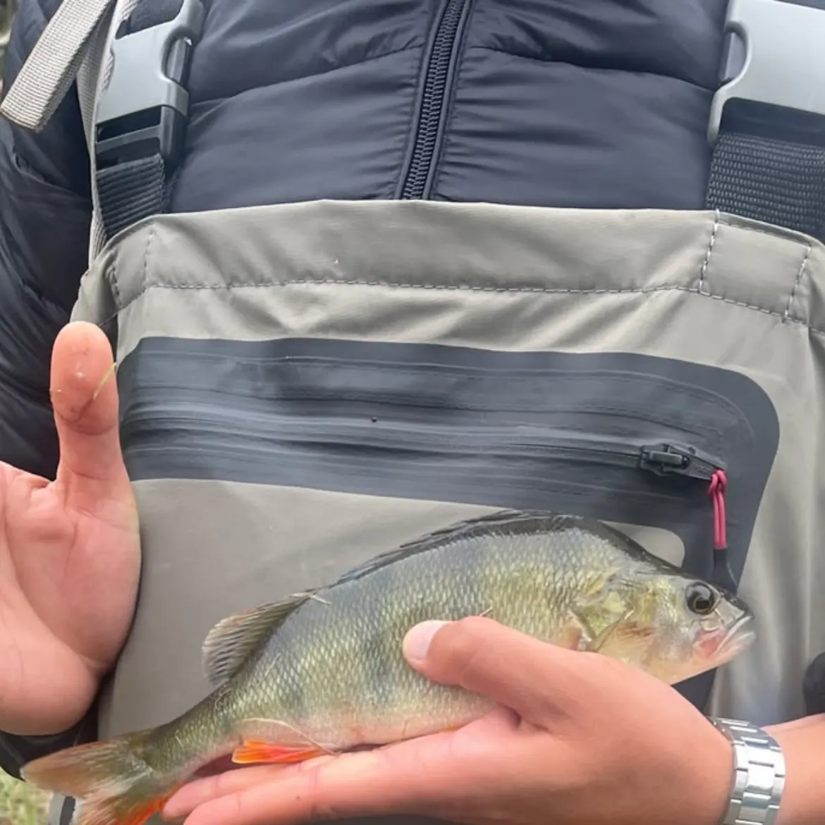 European perch caught on Fishbrain