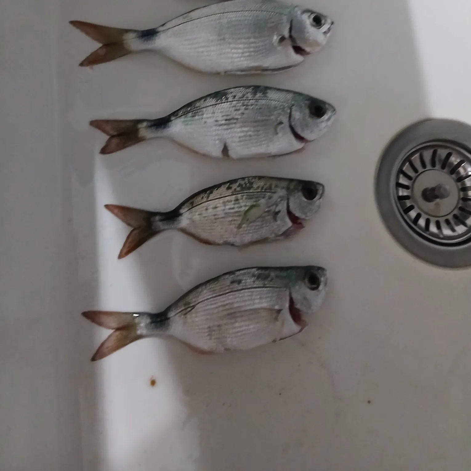 Saddled seabream caught on Fishbrain