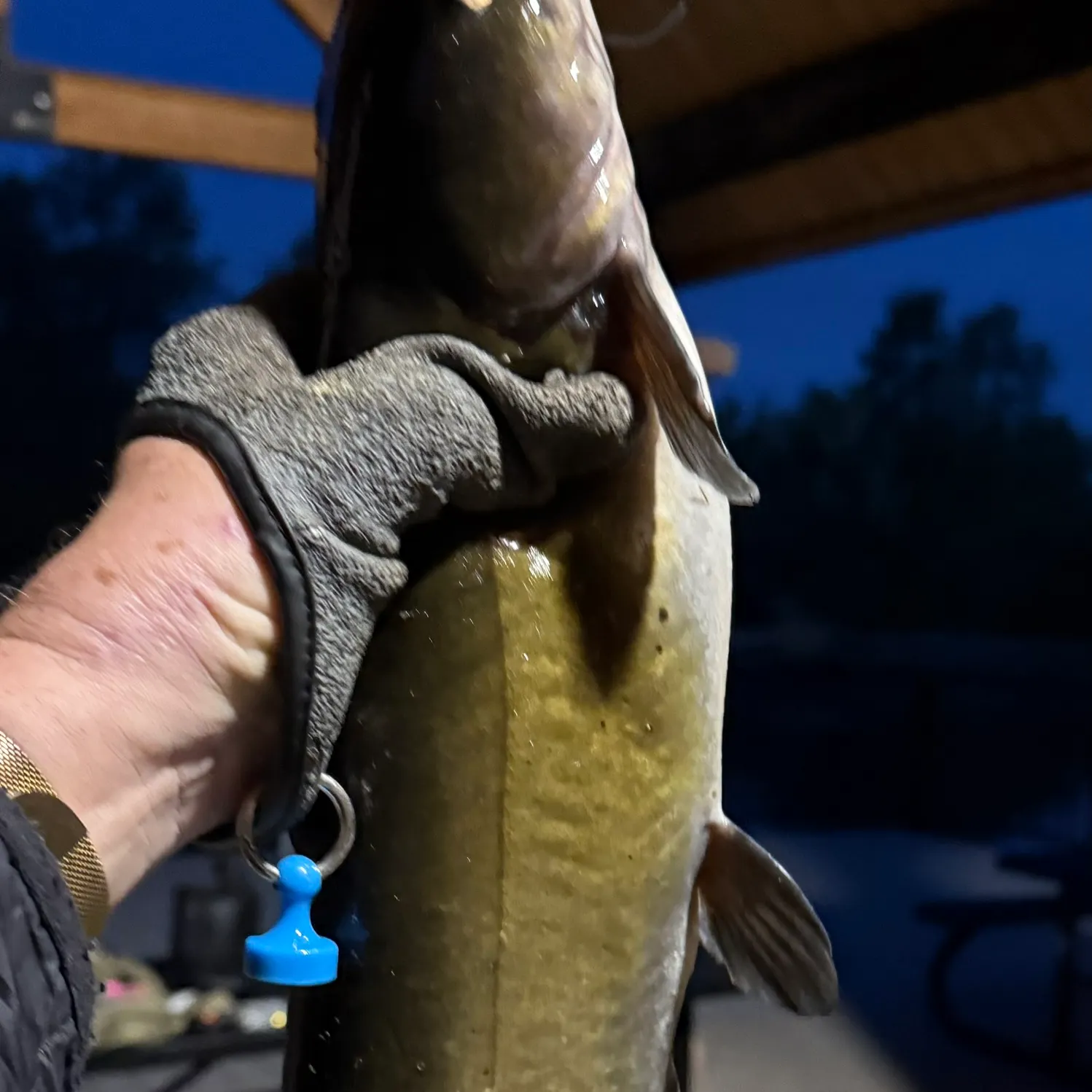 Channel catfish caught on Fishbrain