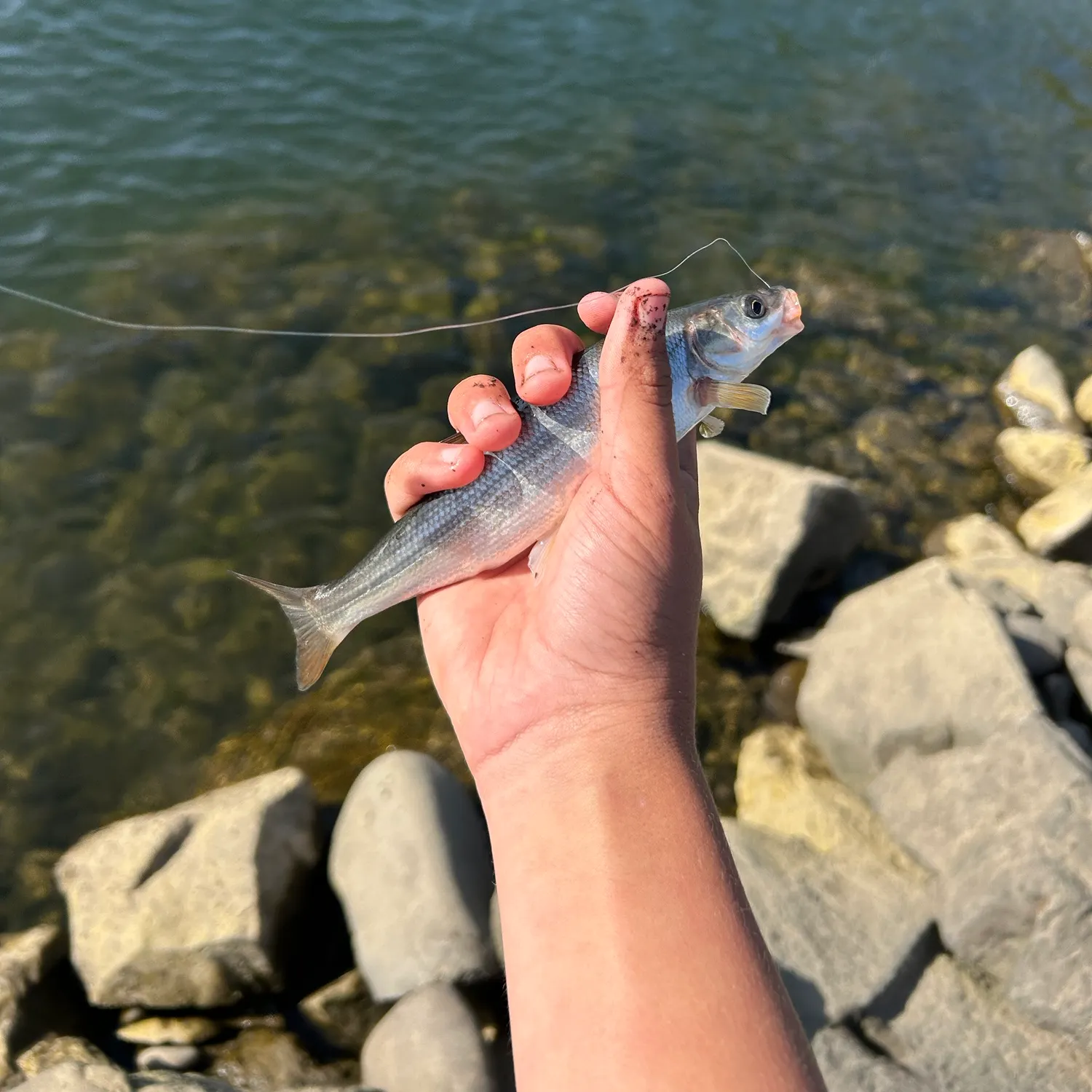 The most recent Peamouth catches on Fishbrain