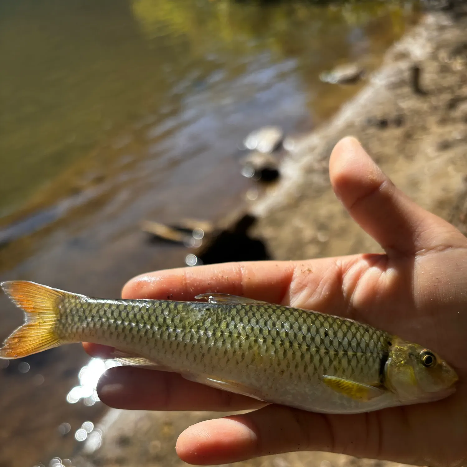 The most recent Bluehead chub catches on Fishbrain