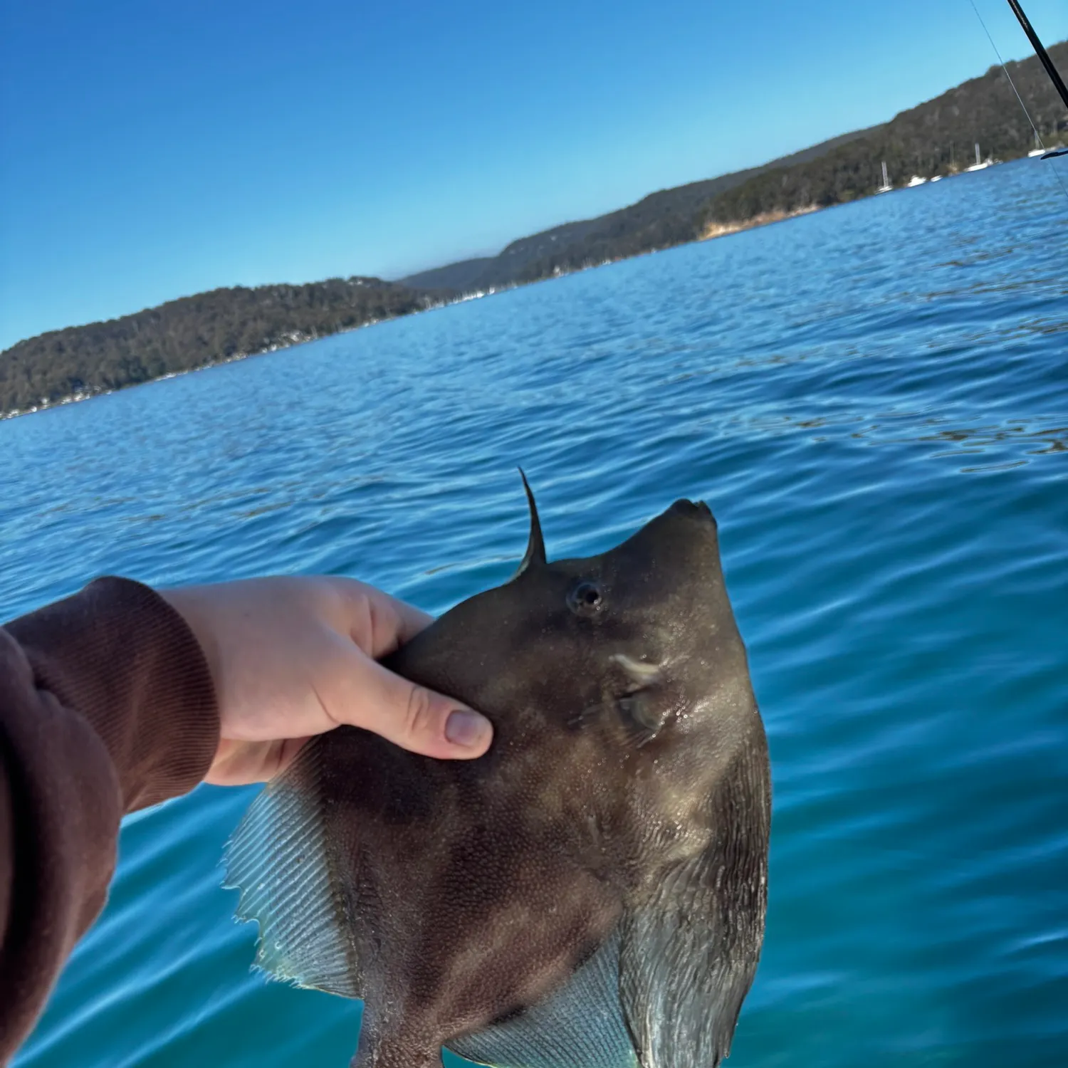 Fan-bellied leatherjacket caught on Fishbrain