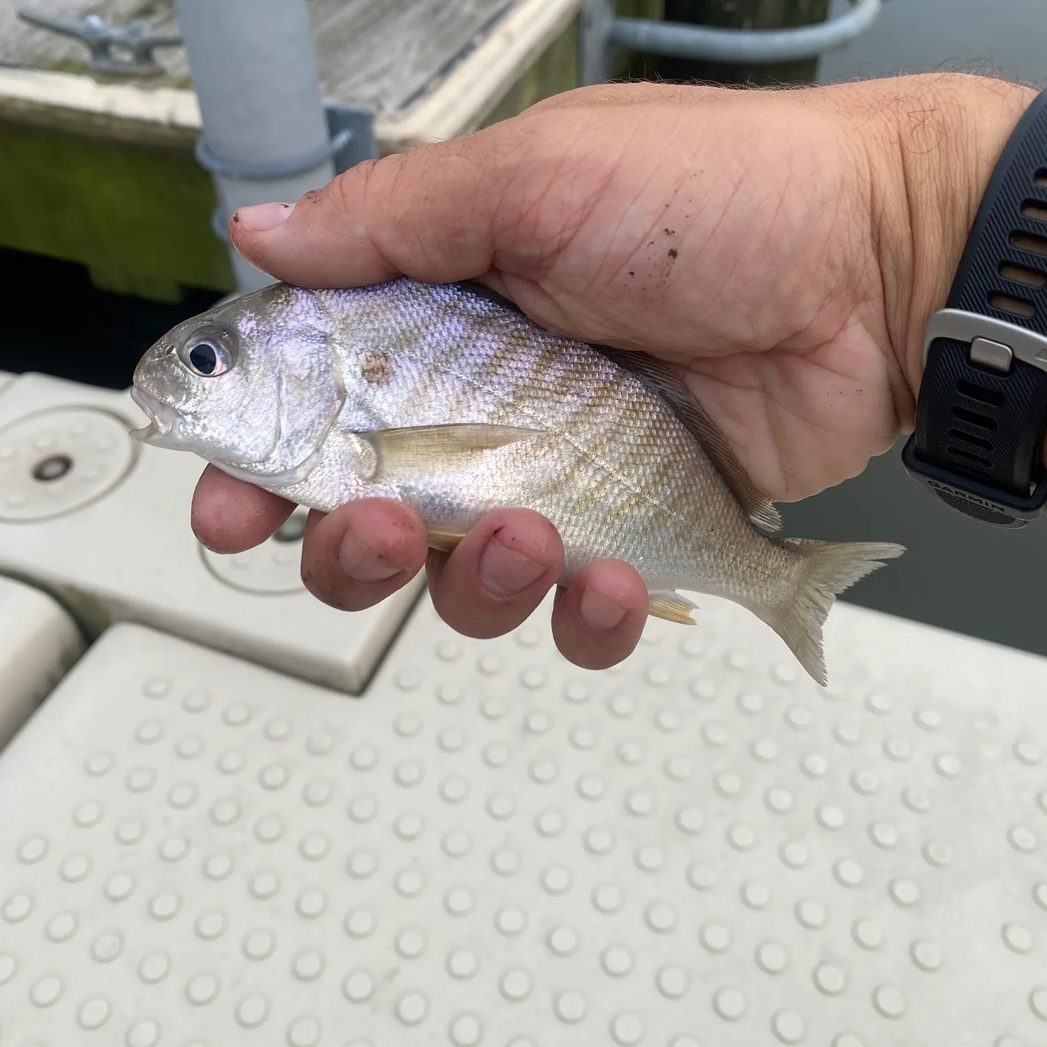 Spot croaker caught on Fishbrain