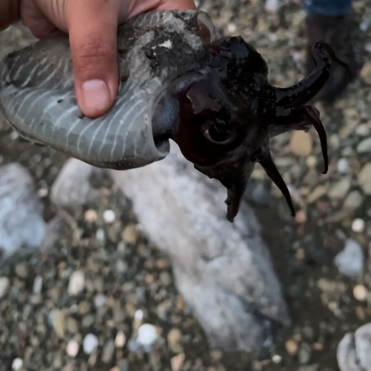 The most recent Common cuttlefish catches on Fishbrain