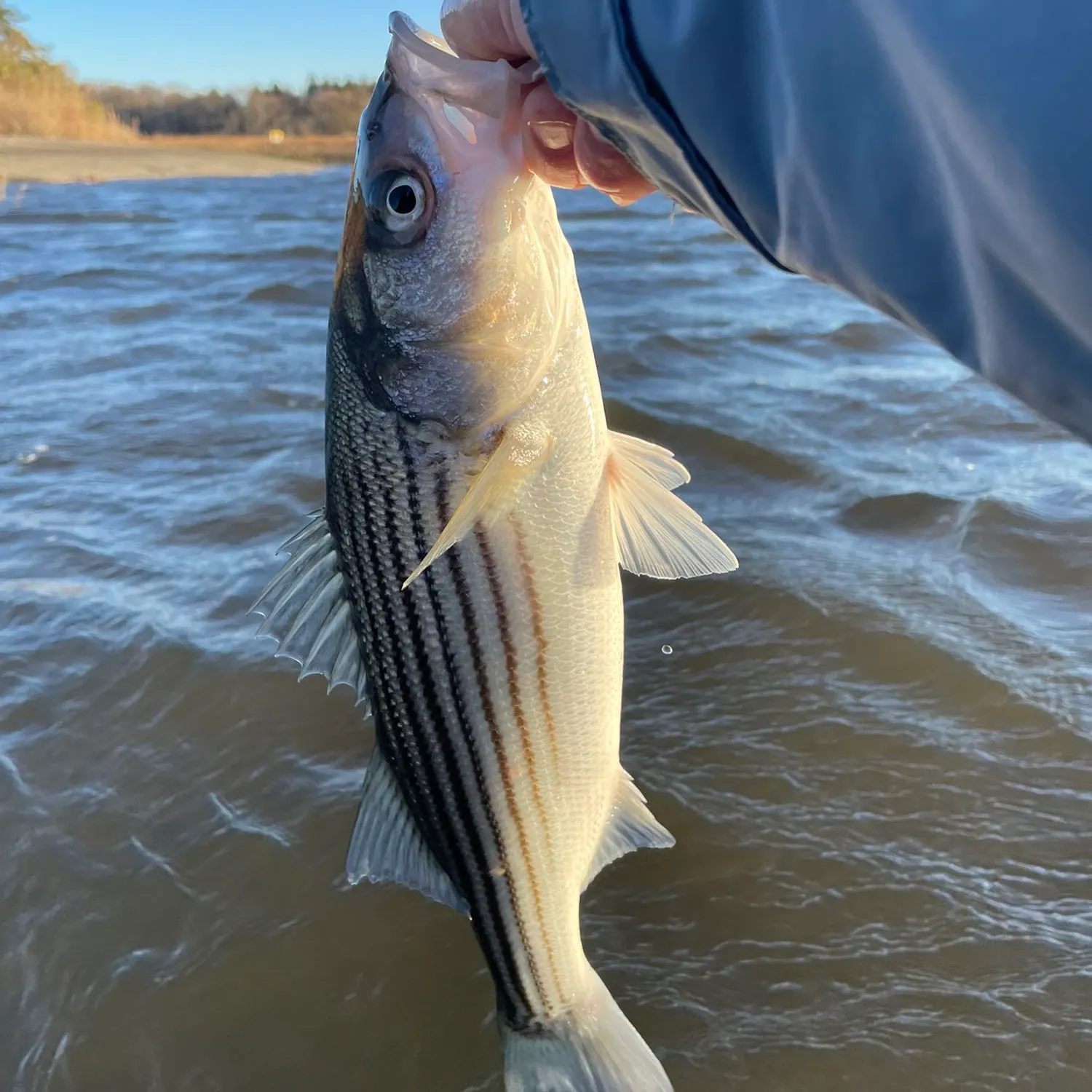 Striped bass caught on Fishbrain
