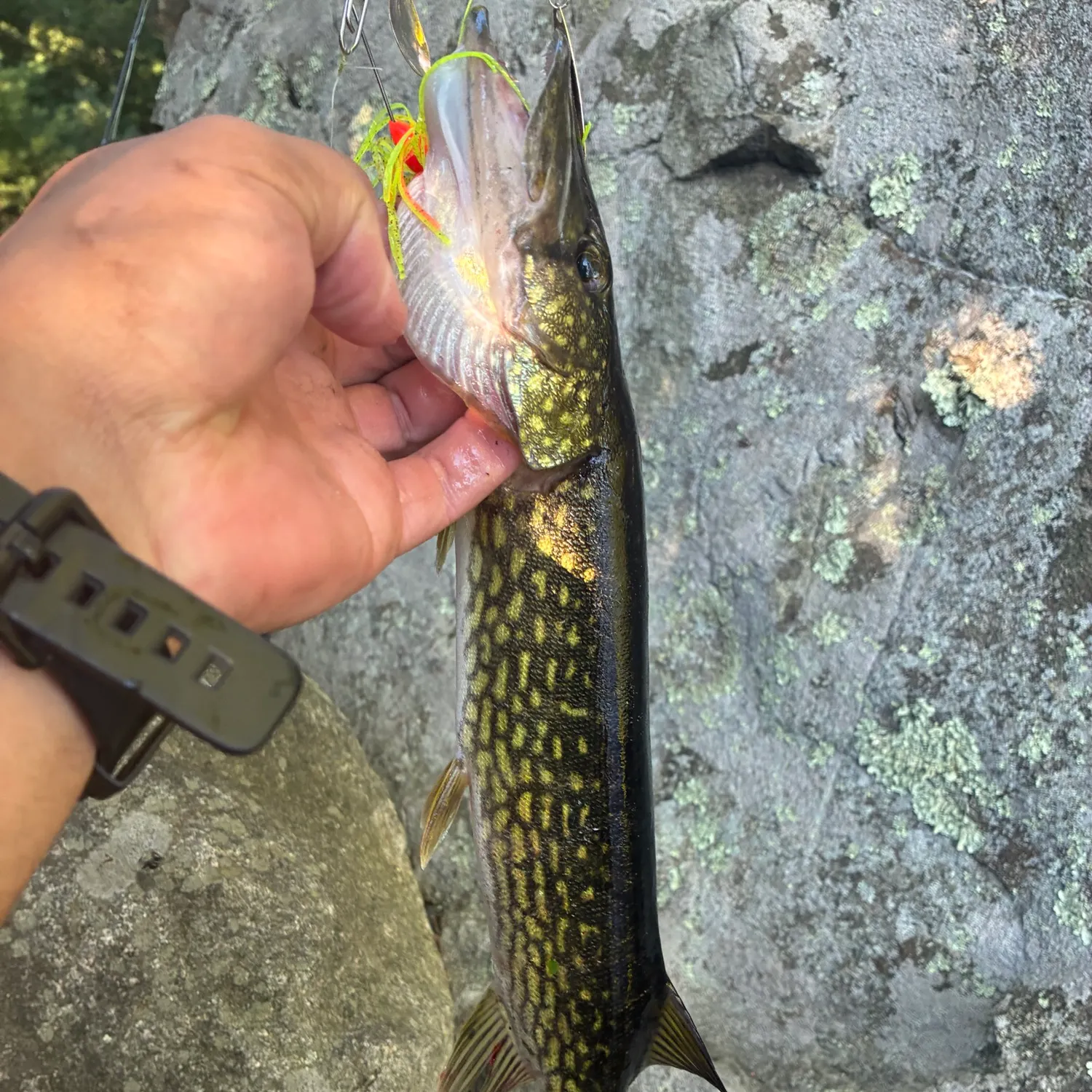 Chain pickerel caught on Fishbrain