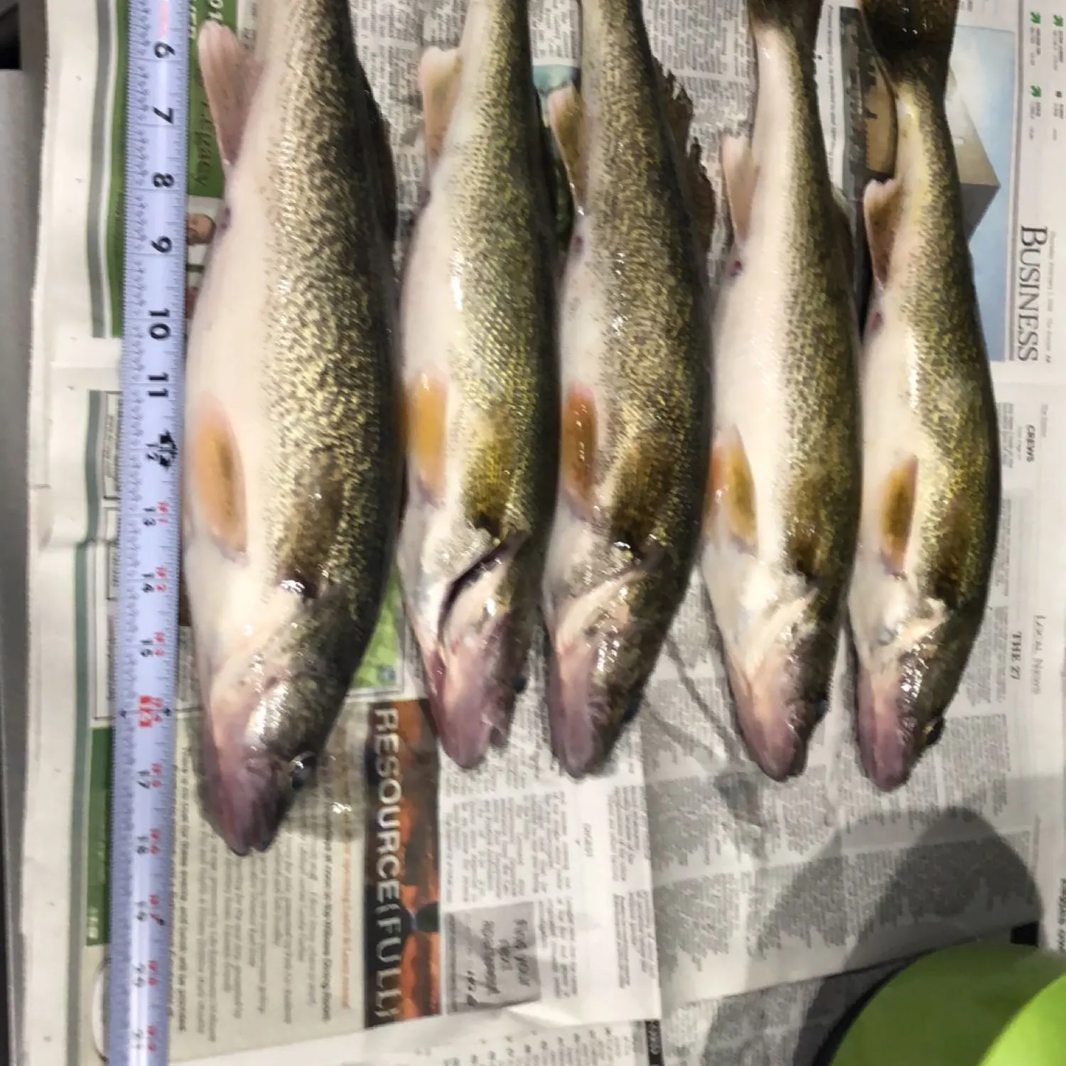 recently logged catches