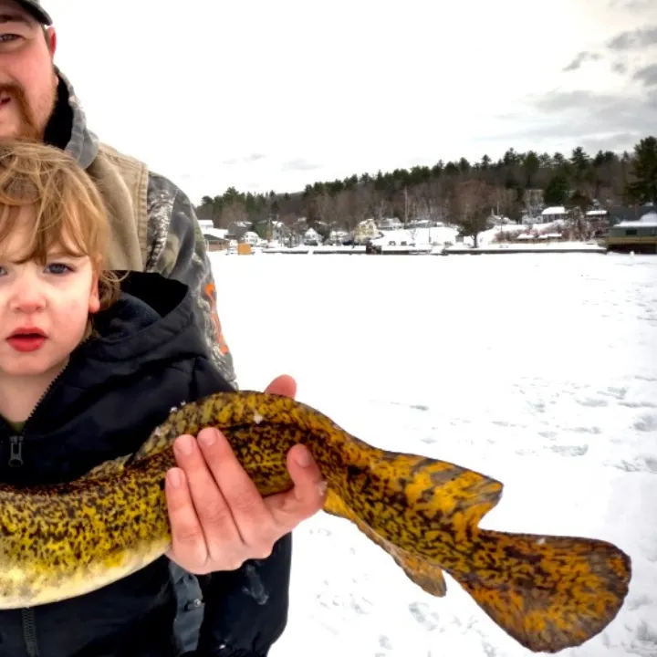 The most recent Burbot catches on Fishbrain