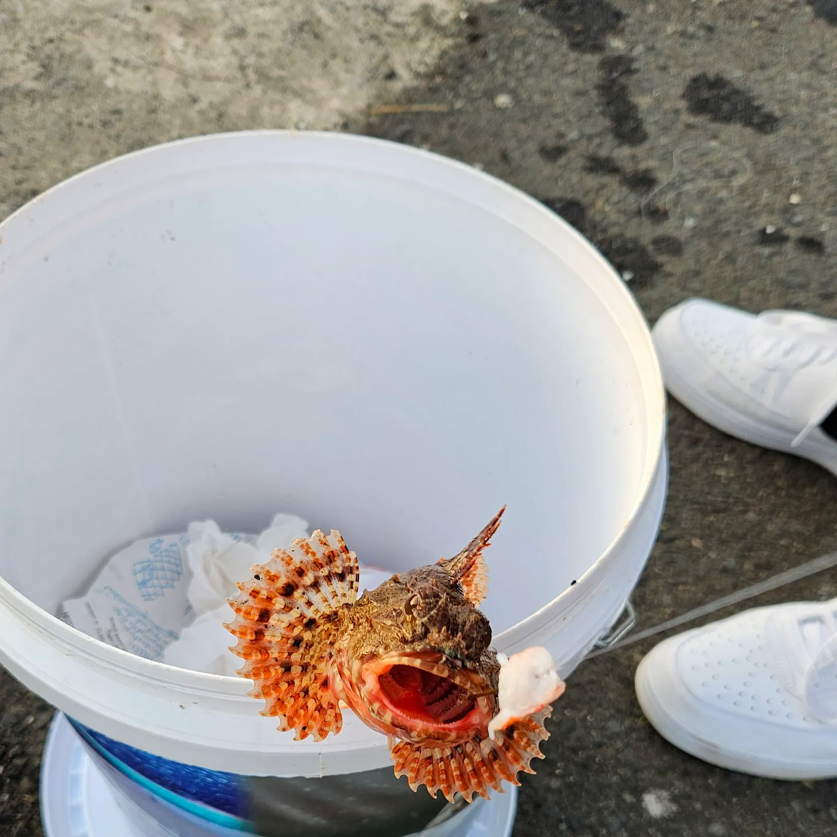 The most recent Tassled scorpionfish catches on Fishbrain