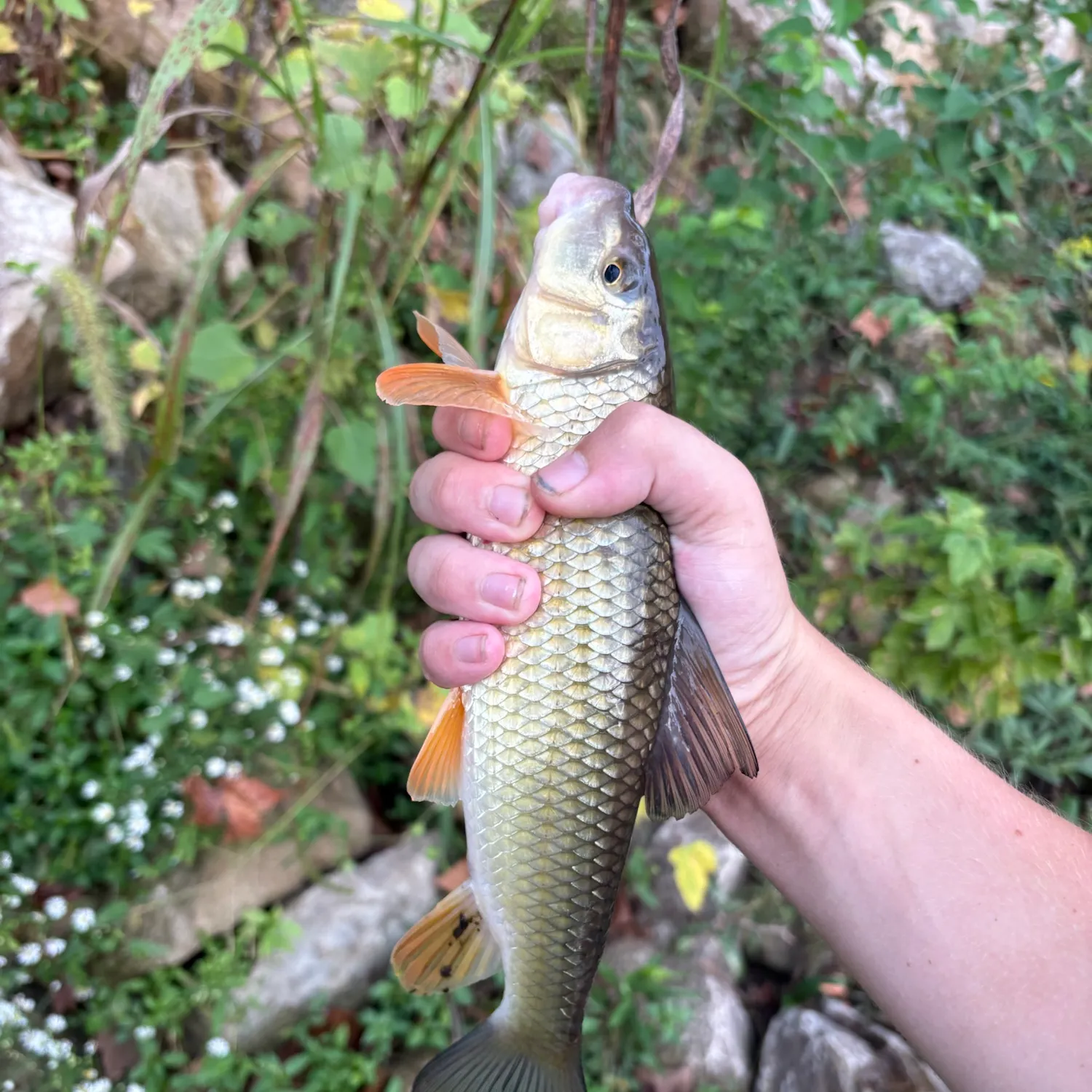 Golden redhorse caught on Fishbrain