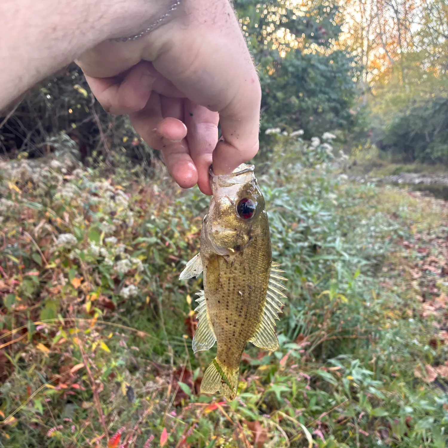 Spotted bass caught on Fishbrain
