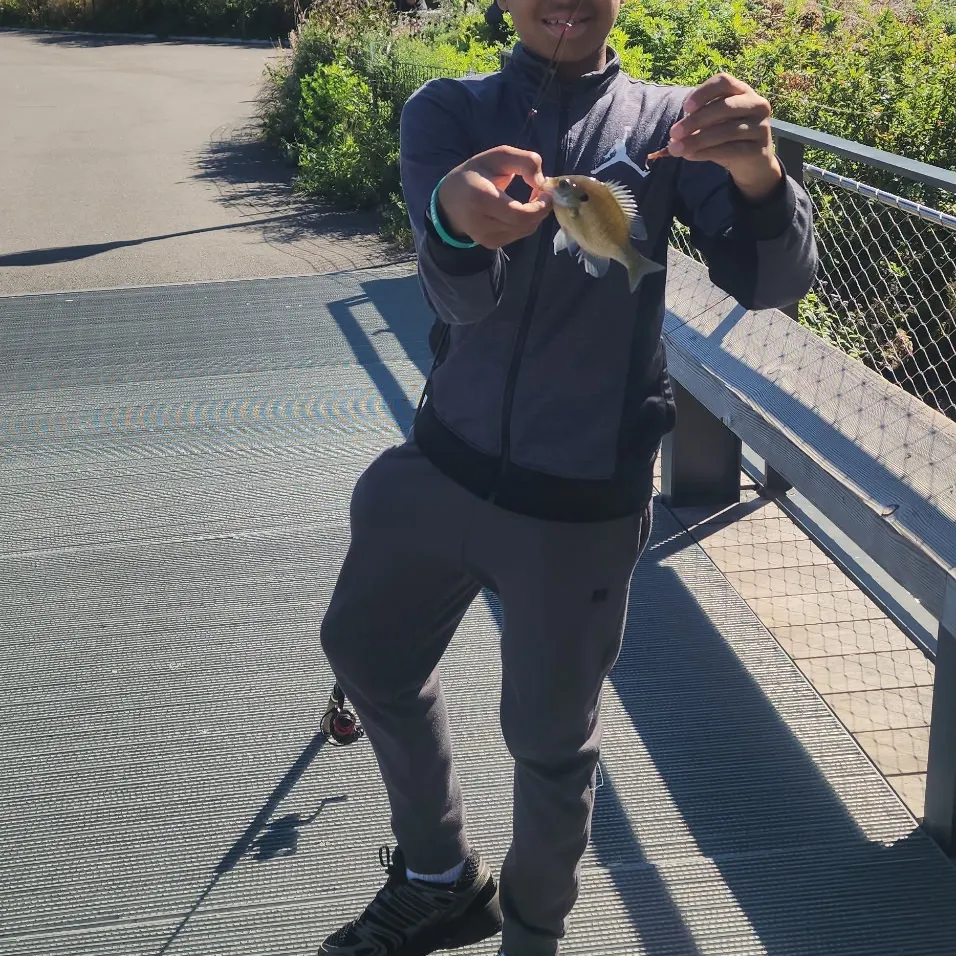 Bluegill caught on Fishbrain