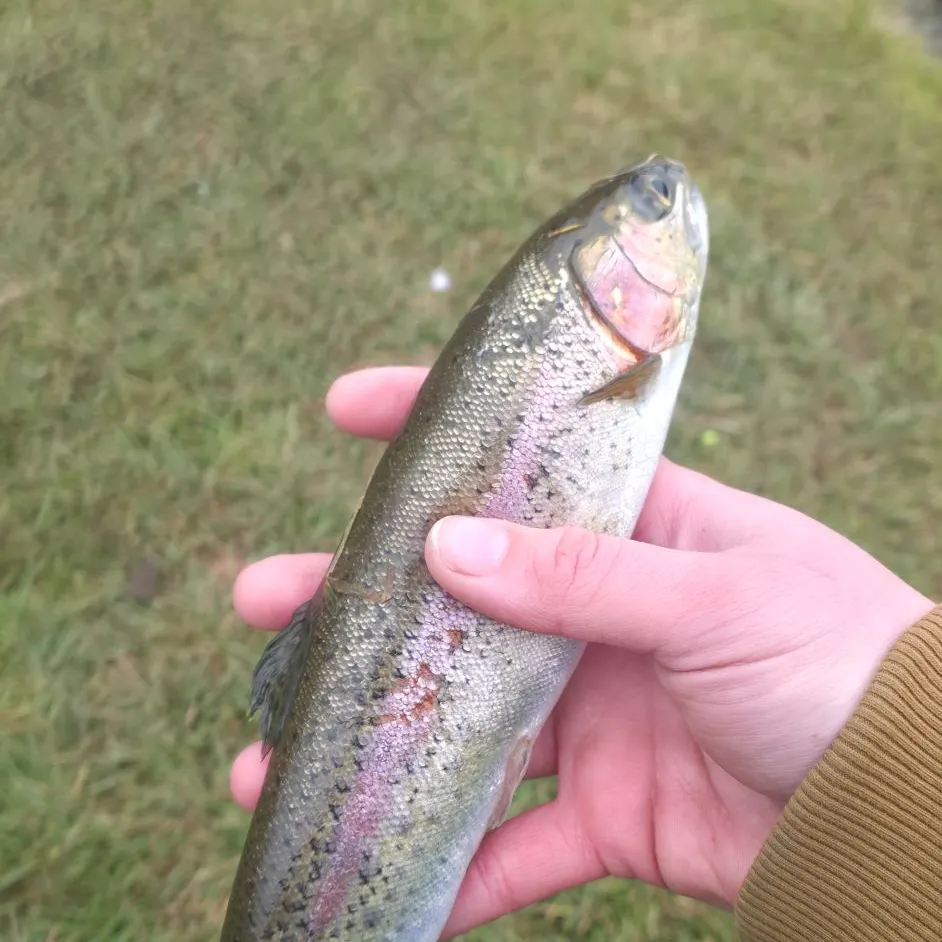 Rainbow trout caught on Fishbrain
