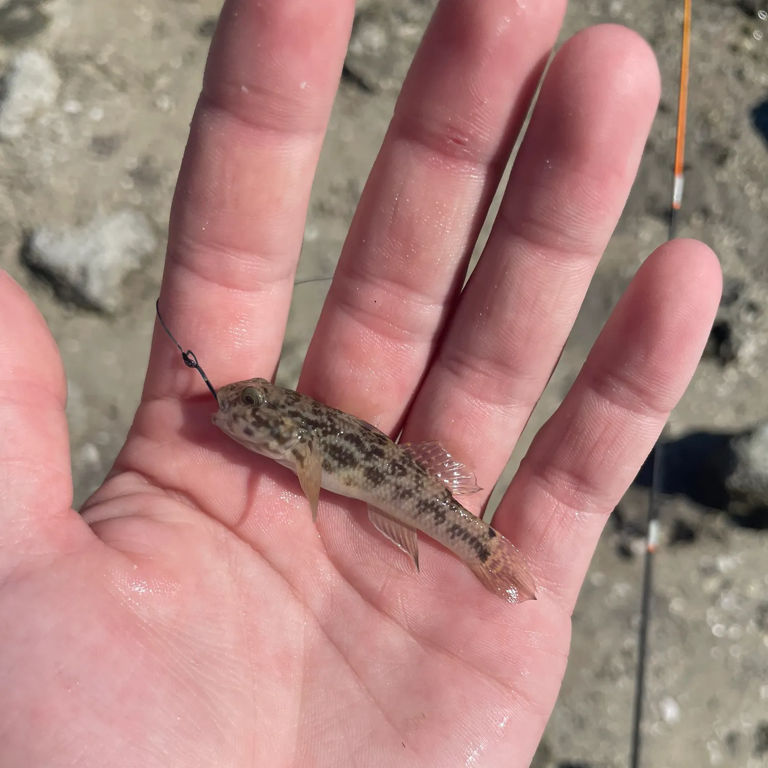 The most recent Round goby catches on Fishbrain