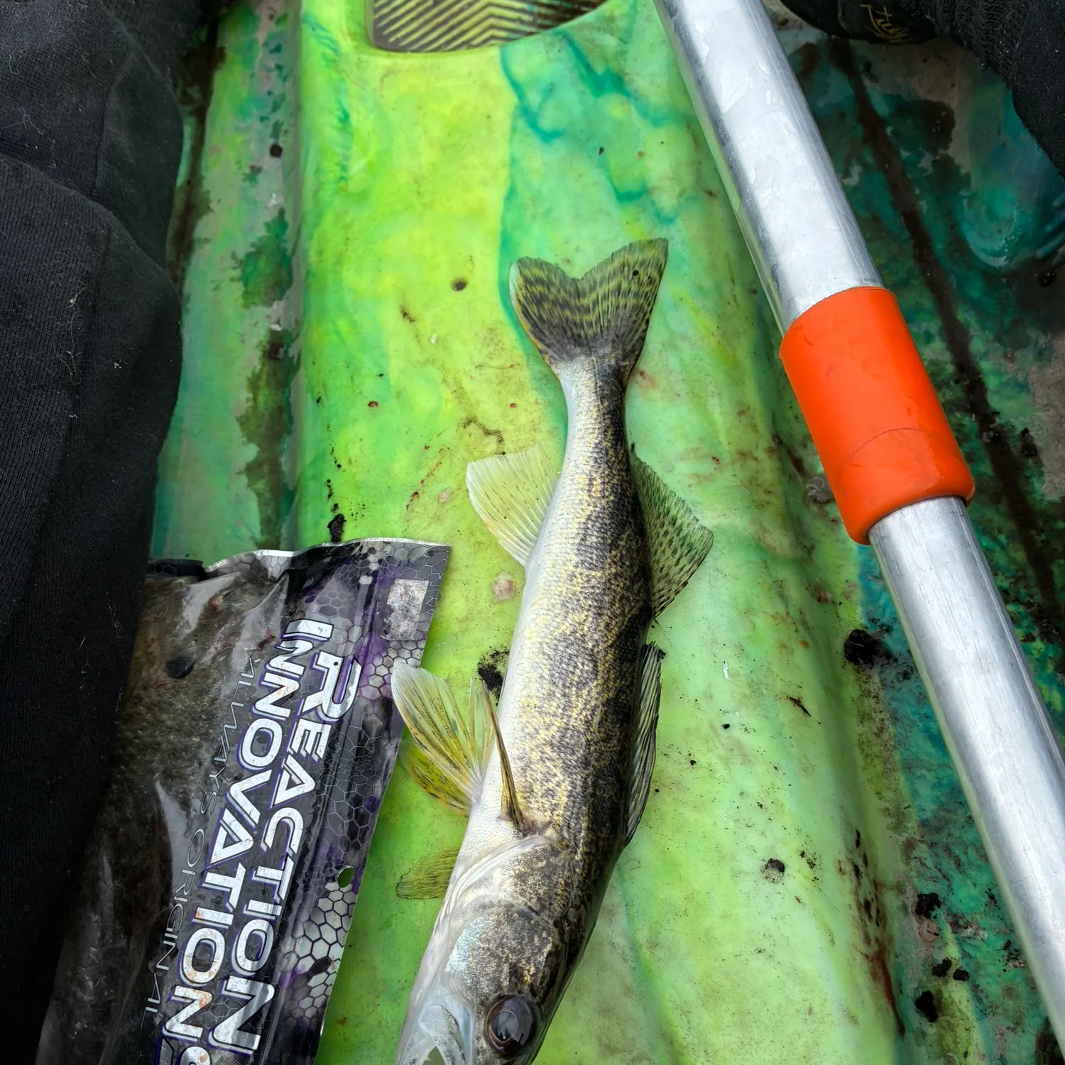 The most recent Sauger catches on Fishbrain