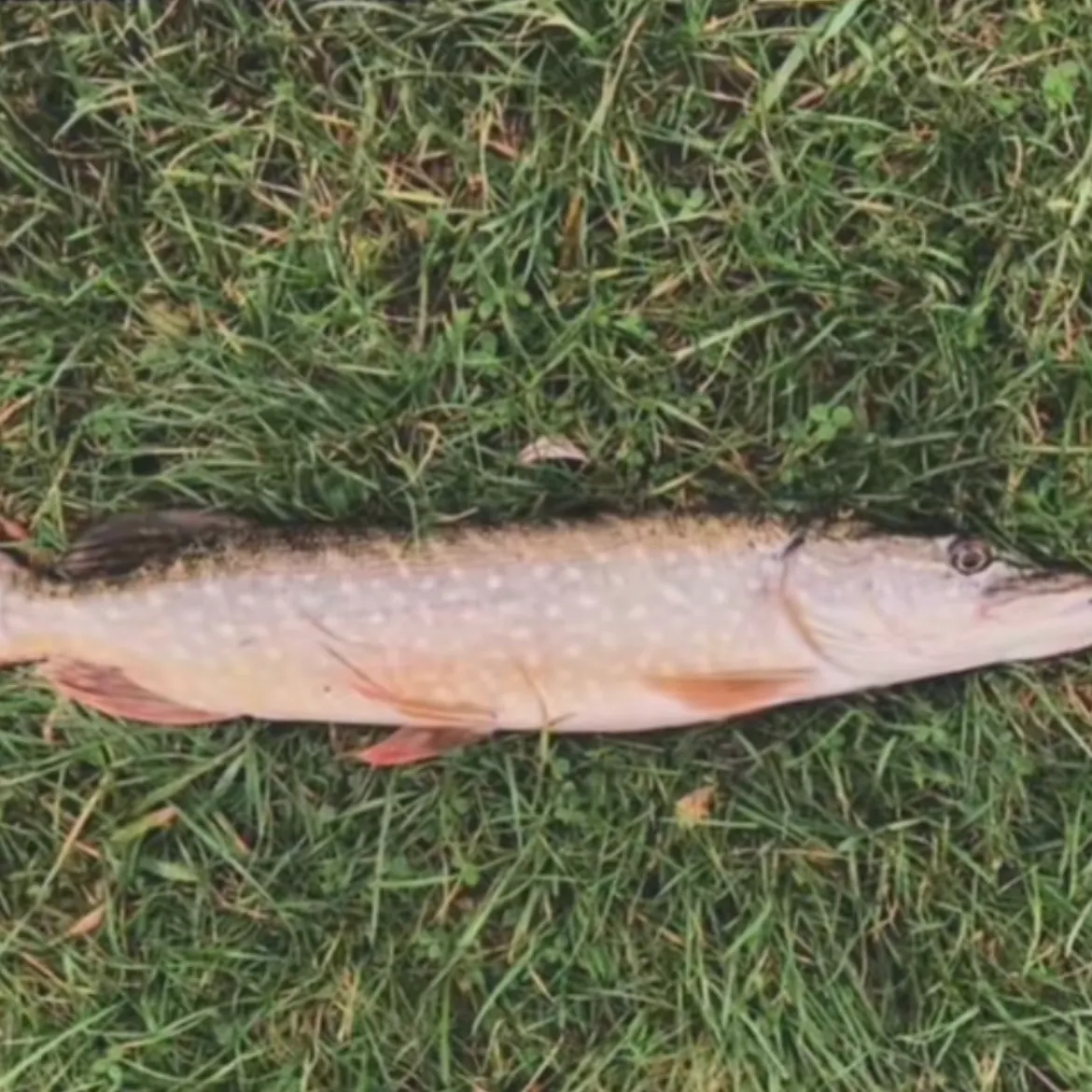 Northern pike caught on Fishbrain