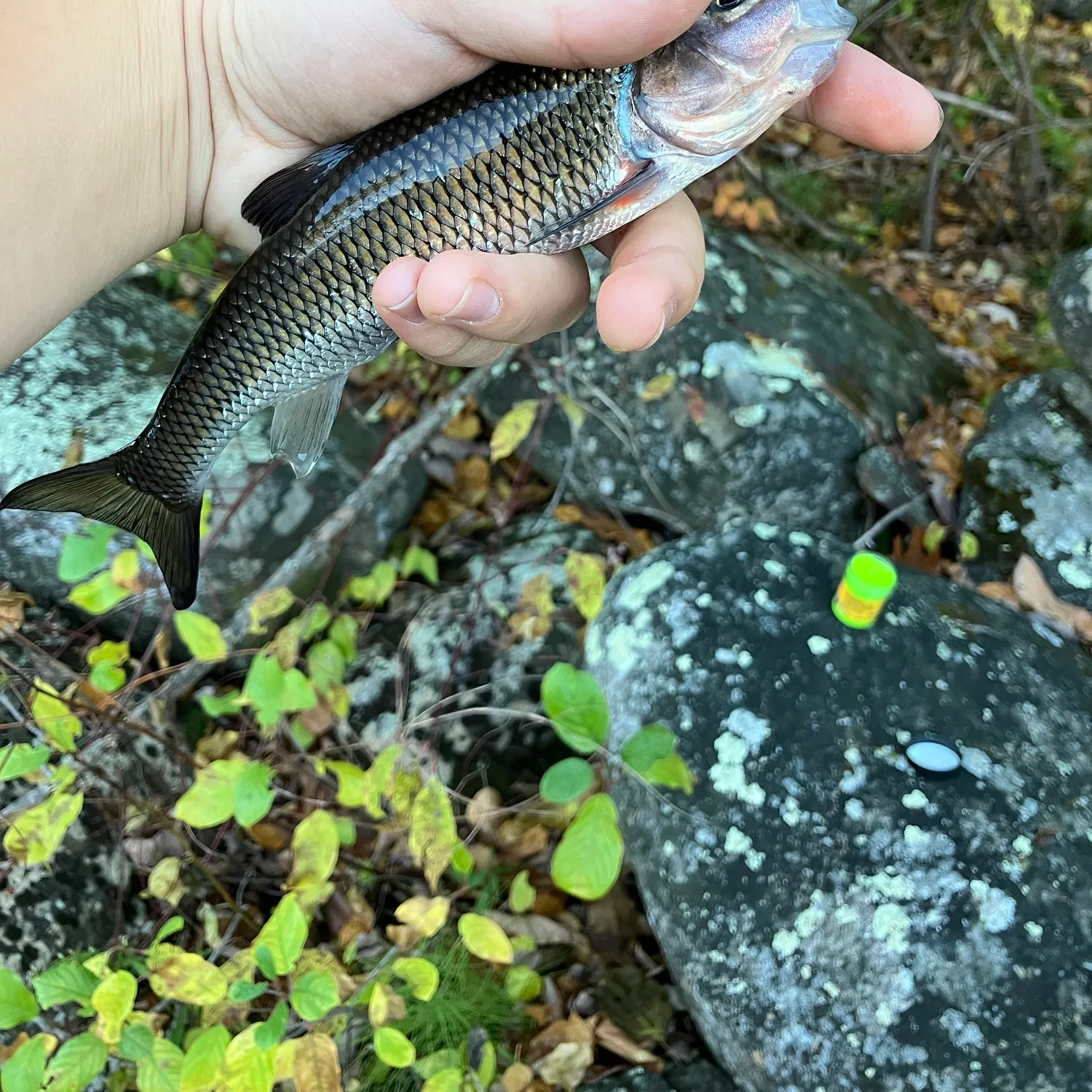 Fallfish caught on Fishbrain