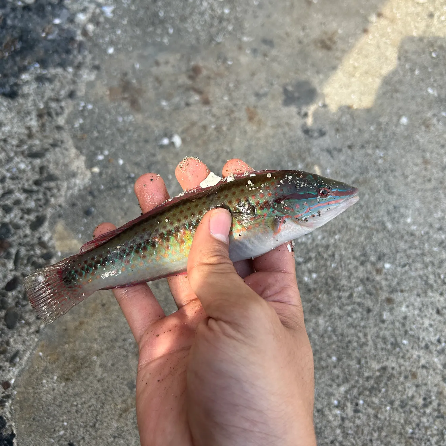 The most recent Ornate wrasse catches on Fishbrain