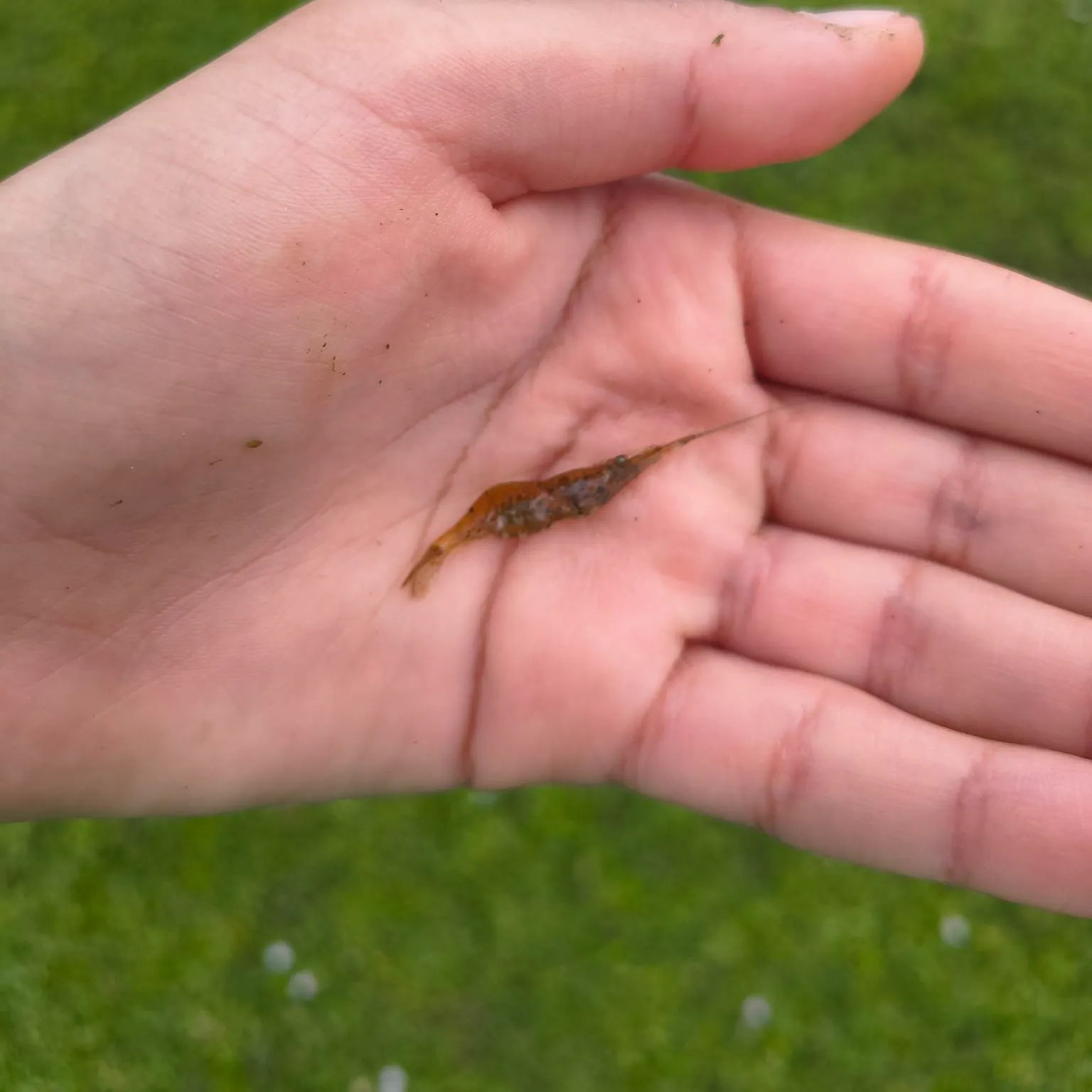 Fish caught on Fishbrain