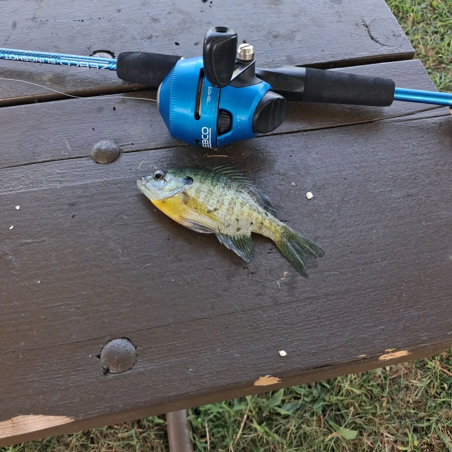 Fish caught on Fishbrain