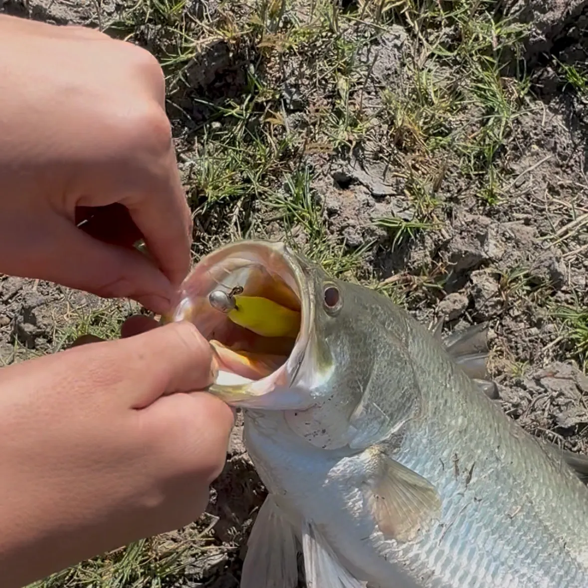 The most recent Barramundi catches on Fishbrain