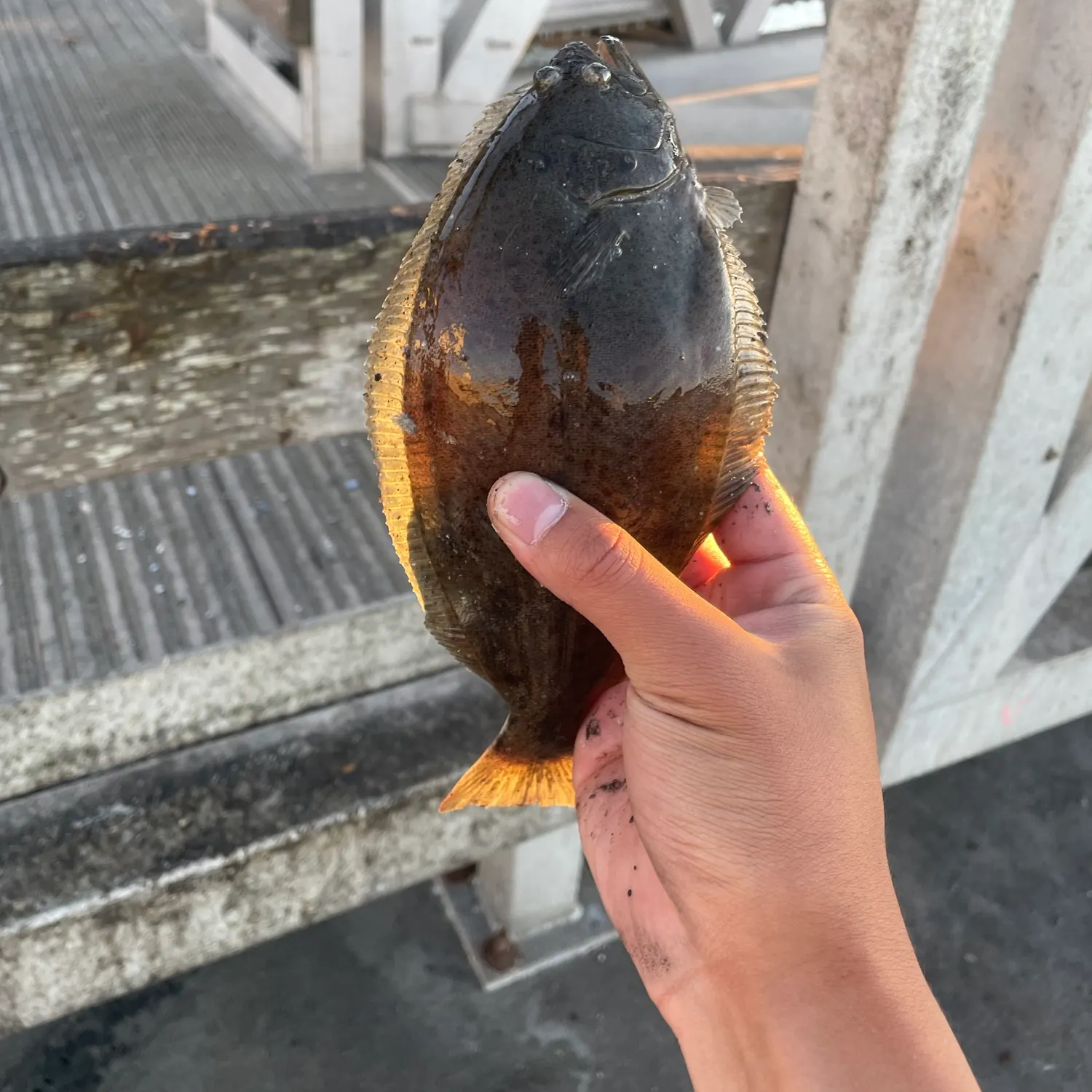 California halibut caught on Fishbrain