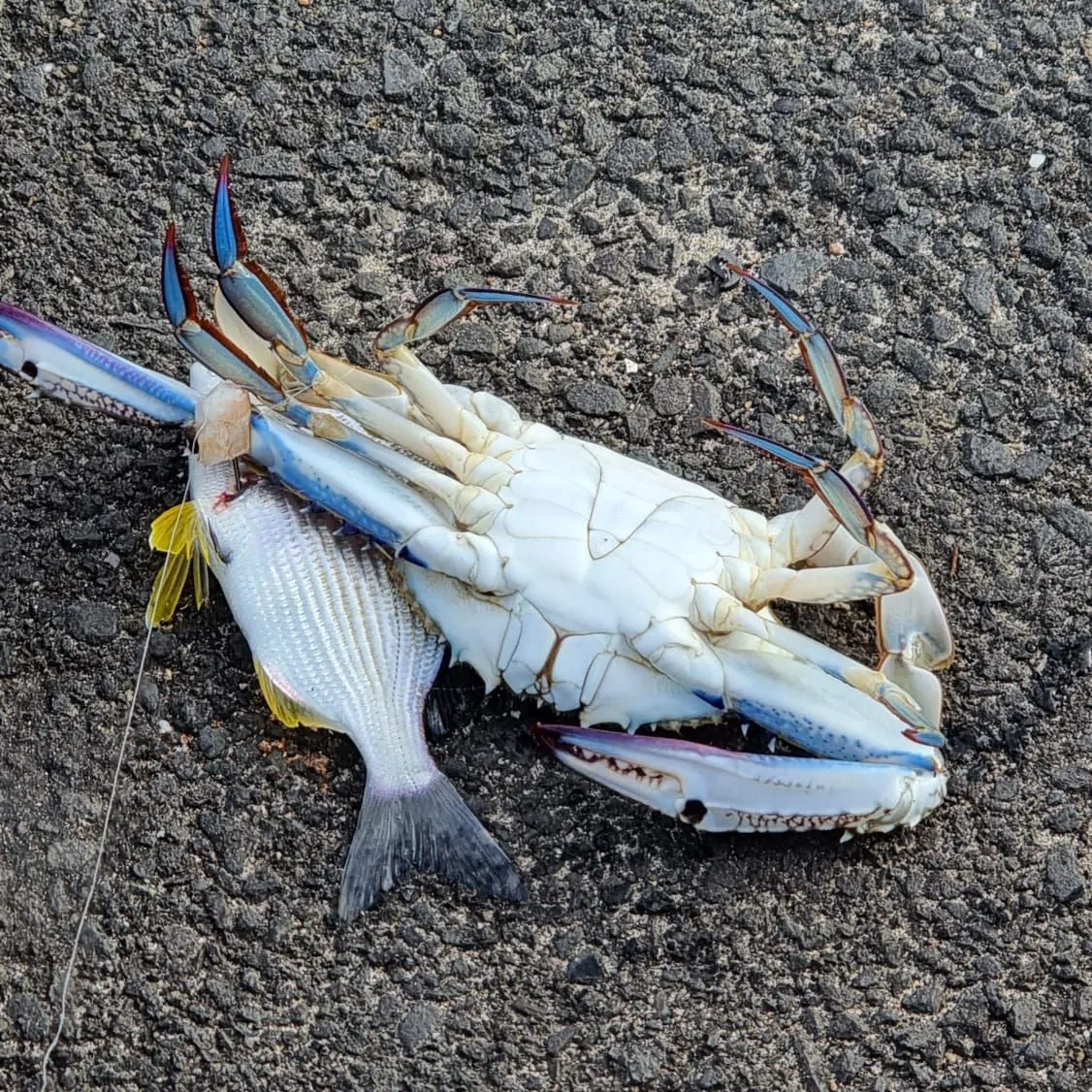 The most recent Blue swimmer crab catches on Fishbrain