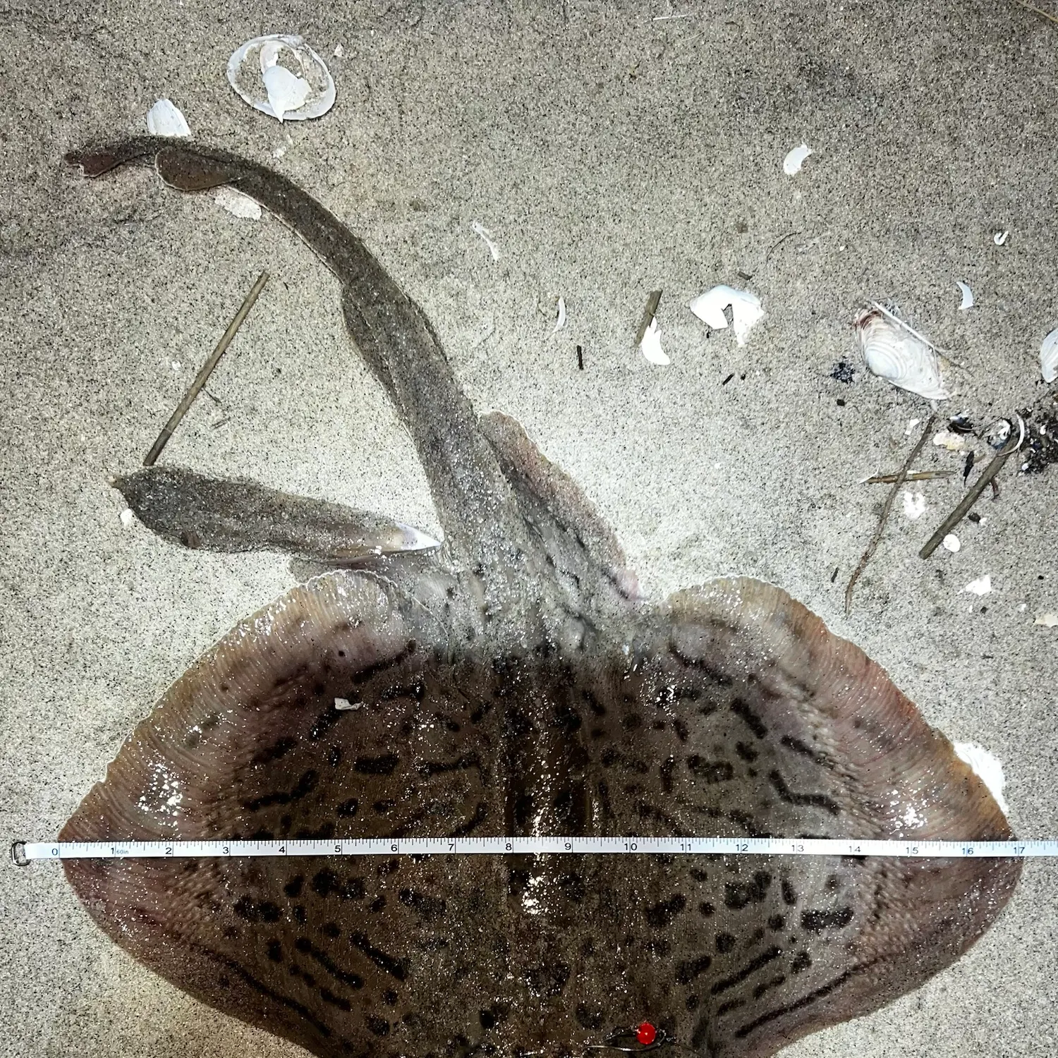 Clearnose skate caught on Fishbrain