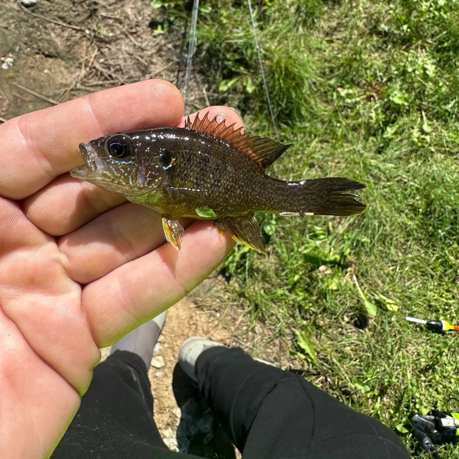 Green sunfish caught on Fishbrain