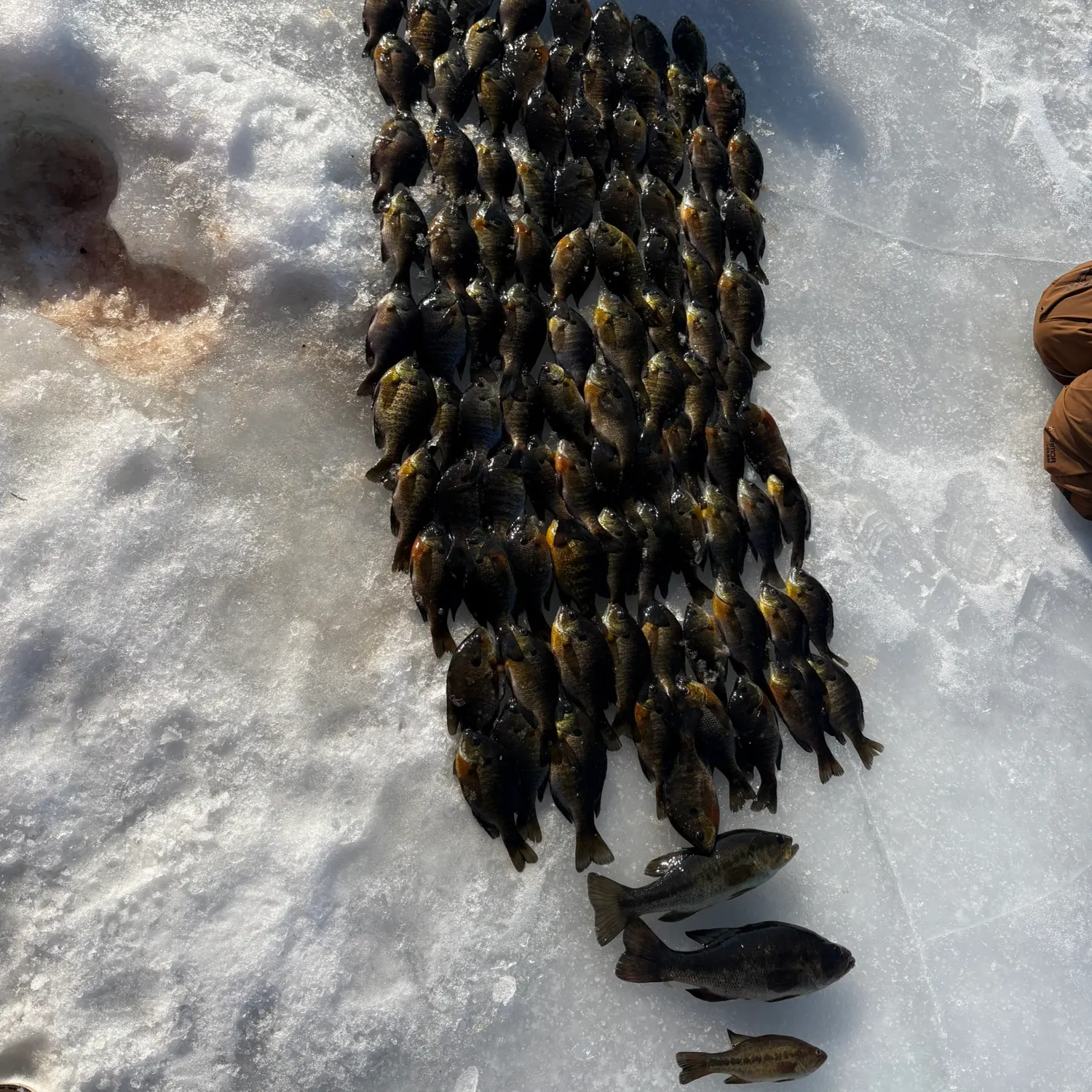 recently logged catches